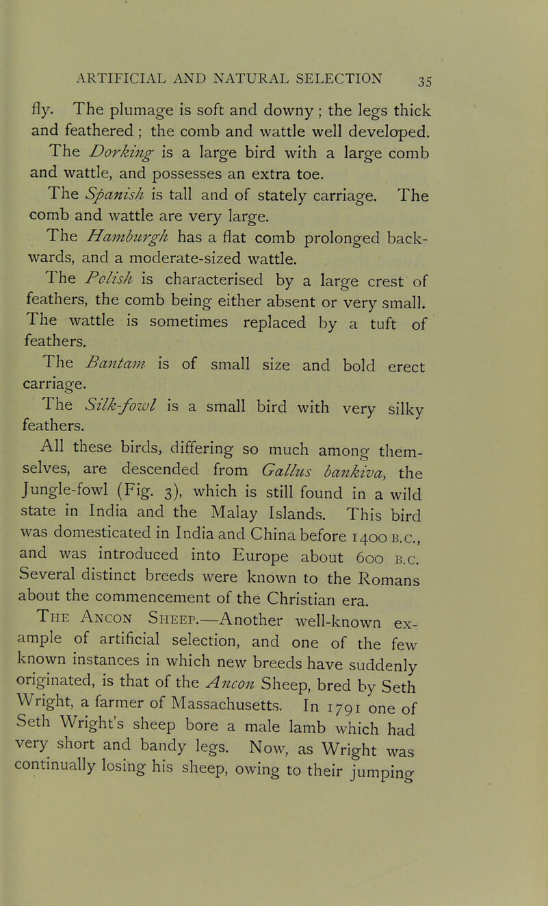 fly. The plumage is soft and downy; the legs thick and feathered; the comb and wattle well developed. The Dorking is a large bird with a large comb and wattle, and possesses an extra toe. The Spanish is tall and of stately carriage. The comb and wattle are very large. The HamhLrgh has a flat comb prolonged back- wards, and a moderate-sized wattle. The Polish is characterised by a large crest of feathers, the comb being either absent or very small. The wattle is sometimes replaced by a tuft of feathers. The Bantam, is of small size and bold erect carriage. The Silk-fozvl is a small bird with very silky feathers. All these birds, differing so much among them- selves, are descended from Gallus dankiva, the Jungle-fowl (Fig. 3), which is still found in a wild state in India and the Malay Islands. This bird was domesticated in India and China before 1400 e.g., and was introduced into Europe about 600 b.c. Several distinct breeds were known to the Romans about the commencement of the Christian era. The Ancon Sheep.—Another well-known ex- ample of artificial selection, and one of the few known instances in which new breeds have suddenly originated, is that of the Ancon Sheep, bred by Seth Wright, a farmer of Massachusetts. In 1791 one of Seth Wright's sheep bore a male lamb which had very short and bandy legs. Now, as Wright was continually losing his sheep, owing to their jumping