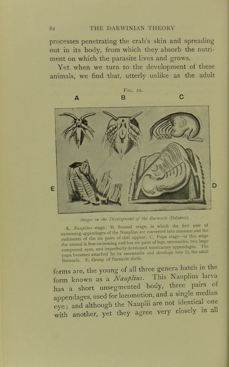 processes penetrating the crab's skin and spreading out in its body, from which they absorb the nutri- ment on which the parasite lives and grows. Yet when we turn to the development of these animals, we find that, utterly unlike as the adult Fig. io, B stages in. the Development of the Barnacle (Balanus). A, Nauplins stage; B, Second stage, in which the first pair of swimming appendages of the Nauplius are converted into antennas and the rudiments of the six pairs of cirri appear; C, Pupa stage-in th>s stage the animal is free-swimming and has six pairs of legs, antennules, two large compound eyes, and imperfectly developed masticatory appendages. The pupa becomes attached by its antennules and develops .nto D, the adult Barnacle. E, Group of Barnacle shells. forms are, the young of all three genera hatch in the form known as a Natipltus. This Nauplius larva has a short unsegmented body, three pairs of appendages, used for locomotion, and a single median eye; and although the Nauplii are not identical one with another, yet they agree very closely in all