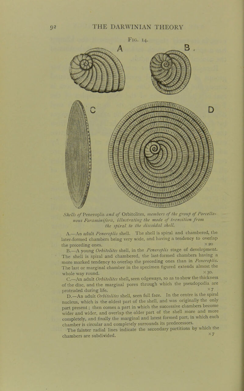 Fig. 14. Shells ^Peneroplis and of Orbitolites, members of the group of Porcella- 110ns Foramifiifera, ilhistraliitg the mode of transition from the spiral to the discoidal shell. A. —An adult Peneroplis shell. The shell is spiral and chambered, the later-formed chambers being very wide, and having a tendency to overlap the preceding ones. ^ 20 B. —A young Orbitolites shell, in the Peneroplis stage of development. The shell is spiral and chambered, the last-formed chambers having a more marked tendency to overlap the preceding ones than in Peticroplis. The last or marginal chamber in the specimen figured extends almost the whole way round. ^ 3°- C—An adult Orbitolites shell, seen edgeways, so as to show the thickness of the disc, and the marginal pores through which the pseudopodia are protruded during life. ^ 7 D.—An adult Orbitolites shell, seen full face. In the centre is the spiral nucleus, which is the oldest part of the shell, and was originally the only part present; then comes a part in which the successive cliambers become wider and wider, and overlap the older part of the shell more and more completely, and finally the marginal and latest formed part, in which each chamber is circular and completely surrounds its predecessors. The fainter radial lines indicate the secondary partitions by which the chambers are subdivided. ^ 7