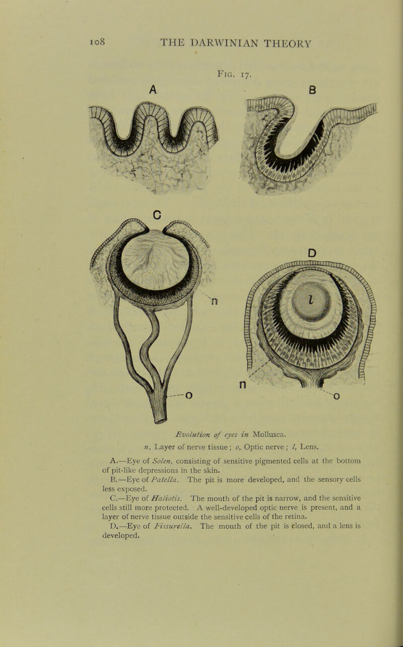 Fig. 17. A B Evolution of eyes in Mollusca. n, Layer of nerve tissue ; o, Optic nerve ; Lens. A. —Eye of Solen, consisting of sensitive pigmented cells at the bottom of pit-like depressions in the skin. B. —Eye of Patella. The pit is more developed, and the sensory cells less exposed. C. —Eye of Haliotis. The mouth of the pit is narrow, and the sensitive cells still more protected. A well-developed optic nerve is present, and a layer of nerve tissue outside the sensitive cells of the retina. D. —Eye of Fissure/In. The mouth of the pit is closed, and a lens is developed.