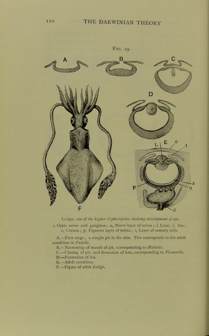 Fig. 19. Loligo, one of the higher Cephalopoda, shewing development of eye. 0, Optic nerve and ganglion ; n, Nen'e layer of retina ; /, Lens; i, Iris ; c, Cornea ; Pigment layer of retina ; s, Layer of sensory cells. A. —First stage ; a simple pit in the skin. This corresponds to the adult condition in Patella. B. —Narrowing of mouth of pit, corresponding to Haliotis. C. —Closing of pit, and formation of lens, corresponding to Fissurella. D. —Formation of iris. E. —Adult condition. F. —Figure of adult Loligo.