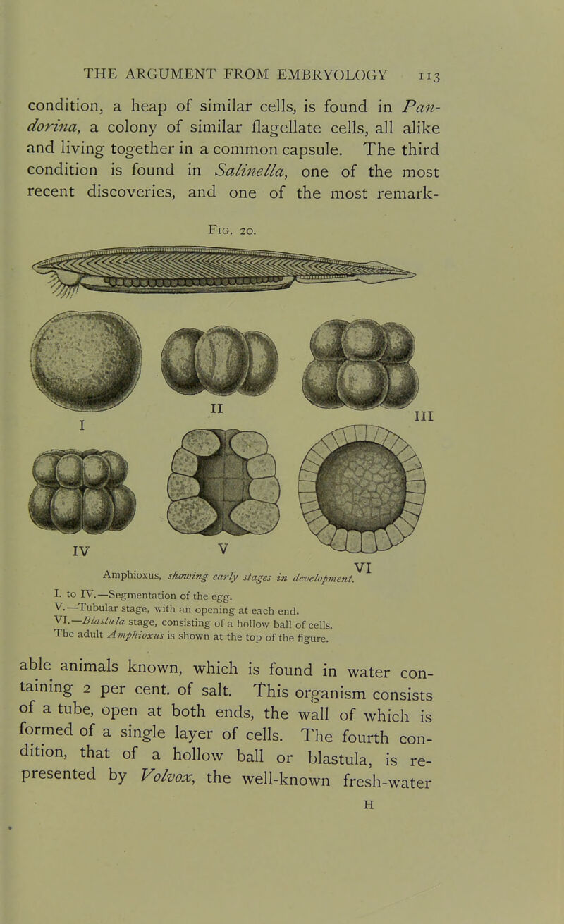 condition, a heap of similar cells, is found in Pan- dorina, a colony of similar flagellate cells, all alike and living together in a common capsule. The third condition is found in Salinella, one of the most recent discoveries, and one of the most remark- FiG. 20. Amphioxus, showing early stages in developtnent. I. to IV.—Segmentation of the egg. v.—Tubular stage, with an opening at each end. Vl.—Blastula stage, consisting of a hollow ball of cells. The adult Amphioxus is shown at the top of the figure. able animals known, which is found in water con- taining 2 per cent, of salt. This organism consists of a tube, open at both ends, the wall of which is formed of a single layer of cells. The fourth con- dition, that of a hollow ball or blastula, is re- presented by Volvox, the well-known fresh-water H