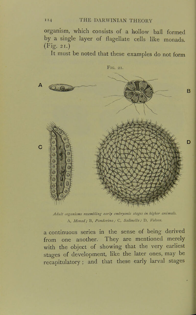 organism, which consists of a hollow ball formed by a single layer of flagellate cells like monads. (Fig. 2 1.) It must be noted that these examples do not form Fig. 21. Adult organisms resembling early embryonic stages in higher animals. A, Monad; B, Pandorina; C, Salinella; D, Volvox. a continuous series in the sense of being derived from one another. They are mentioned merely with the object of showing that the very earliest stages of development, like the later ones, may be recapitulatory ; and that these early larval stages