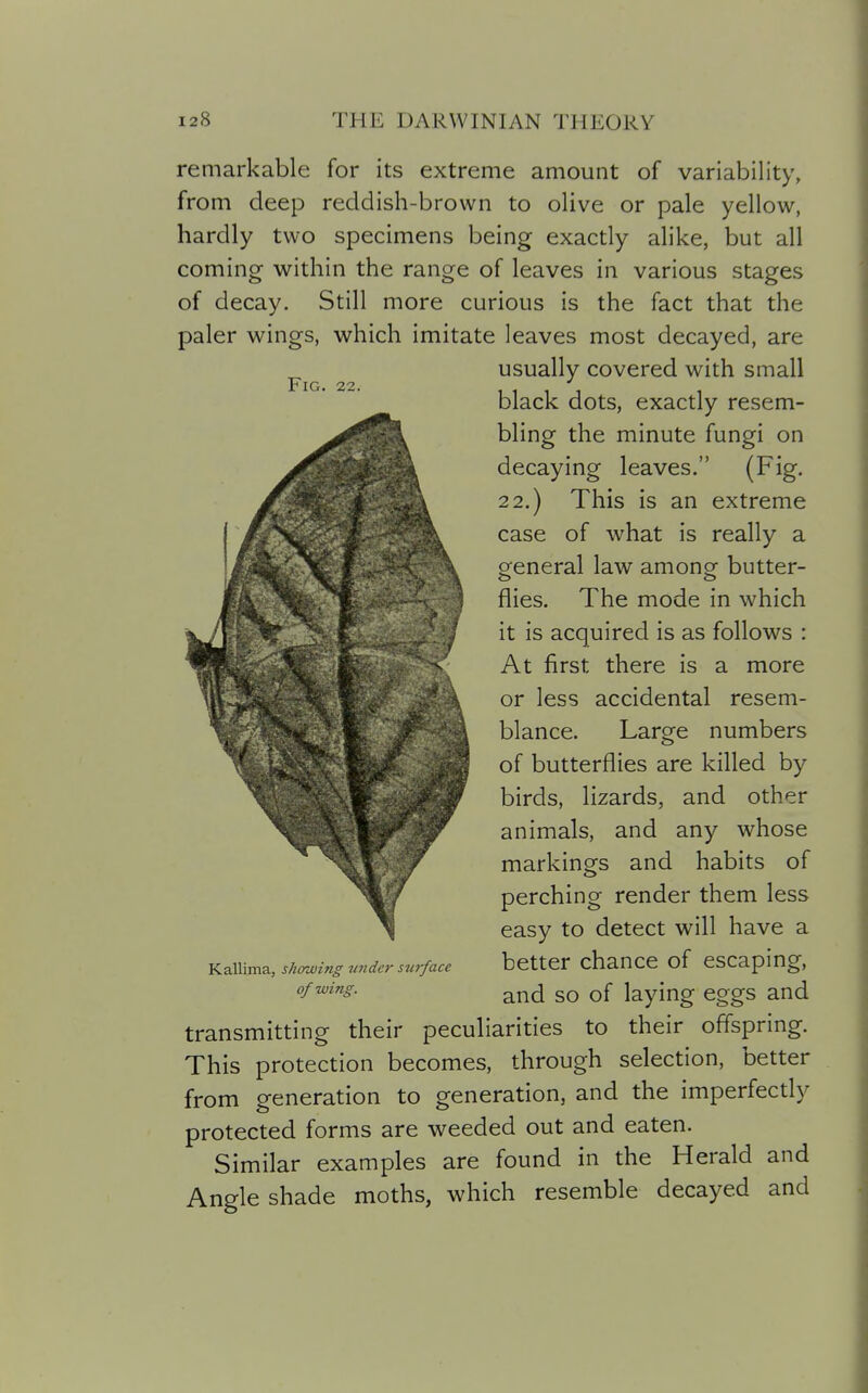 Fig. 22. remarkable for its extreme amount of variability, from deep reddish-brown to olive or pale yellow, hardly two specimens being exactly alike, but all coming within the range of leaves in various stages of decay. Still more curious is the fact that the paler wings, which imitate leaves most decayed, are usually covered with small black dots, exactly resem- bling the minute fungi on decaying leaves. (Fig. 2 2.) This is an extreme case of what is really a ofeneral law among- butter- flies. The mode in which it is acquired is as follows : At first there is a more or less accidental resem- blance. Large numbers of butterflies are killed by birds, lizards, and other animals, and any whose markings and habits of perching render them less easy to detect will have a better chance of escaping, and so of laying eggs and transmitting their peculiarities to their offspring. This protection becomes, through selection, better from generation to generation, and the imperfectly protected forms are weeded out and eaten. Similar examples are found in the Herald and Angle shade moths, which resemble decayed and Kallima, showing under surface of wing.