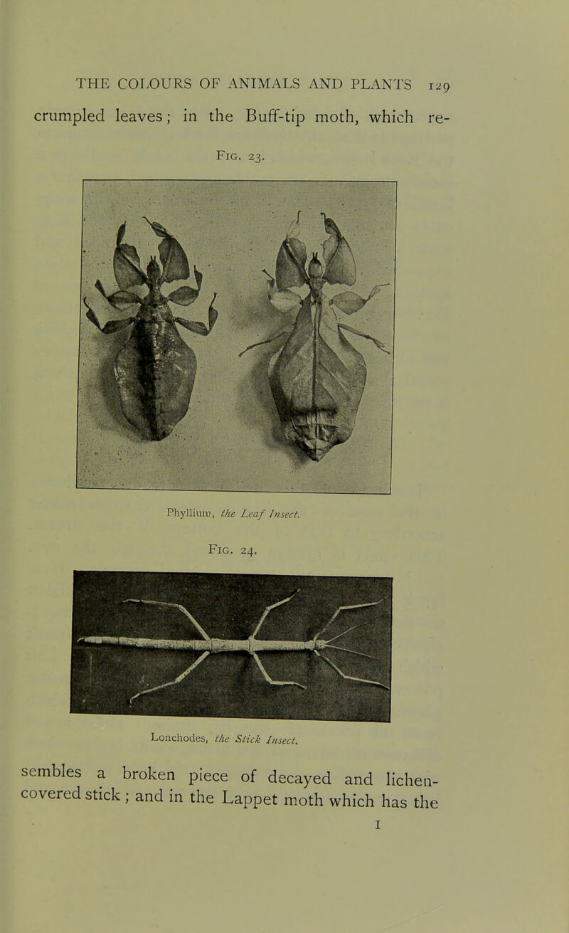 crumpled leaves; in the Buff-tip moth, which re- FiG. 23. Phylliun7, ihe Leaf Insect. Fig. 24. Lonchodes, the Stick Insect. sembles a broken piece of decayed and lichen- covered stick ; and in the Lappet moth which has the I