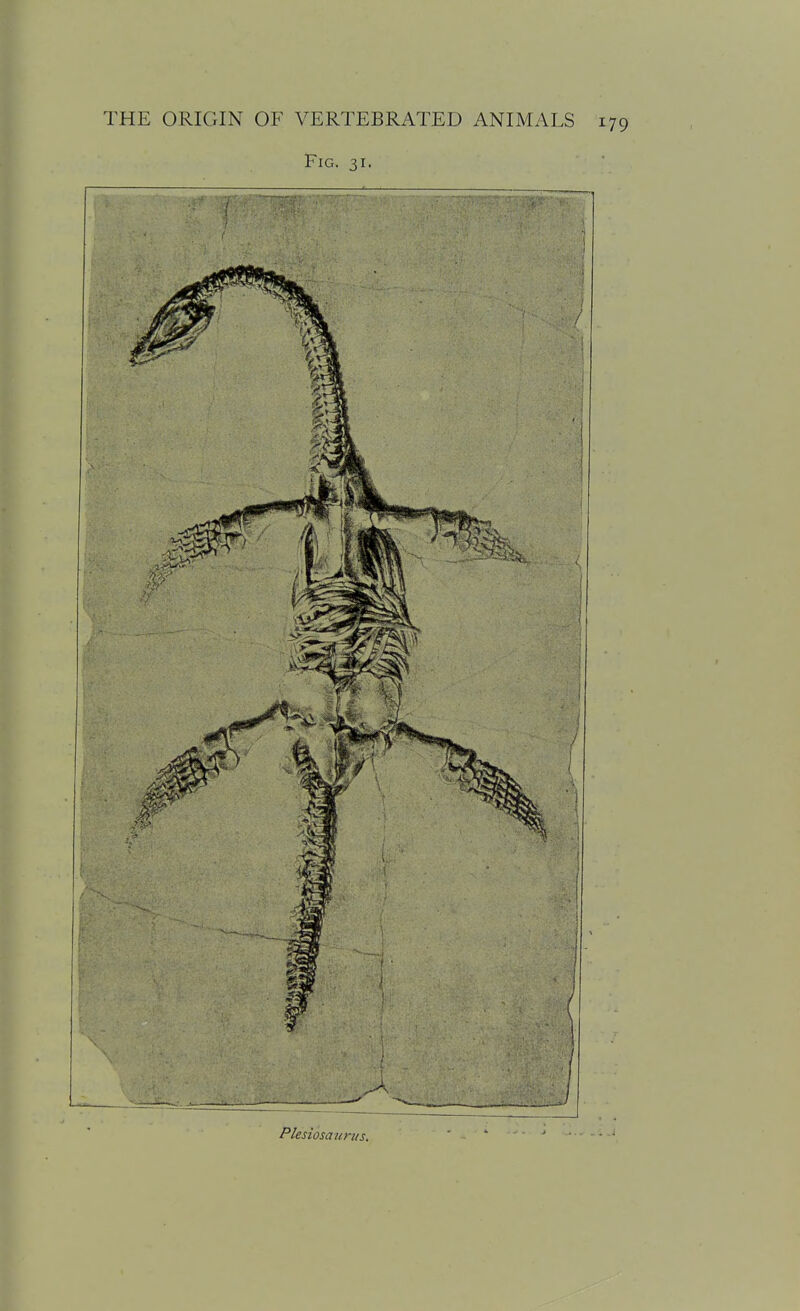 Fig. 31. Plesiosaurus.