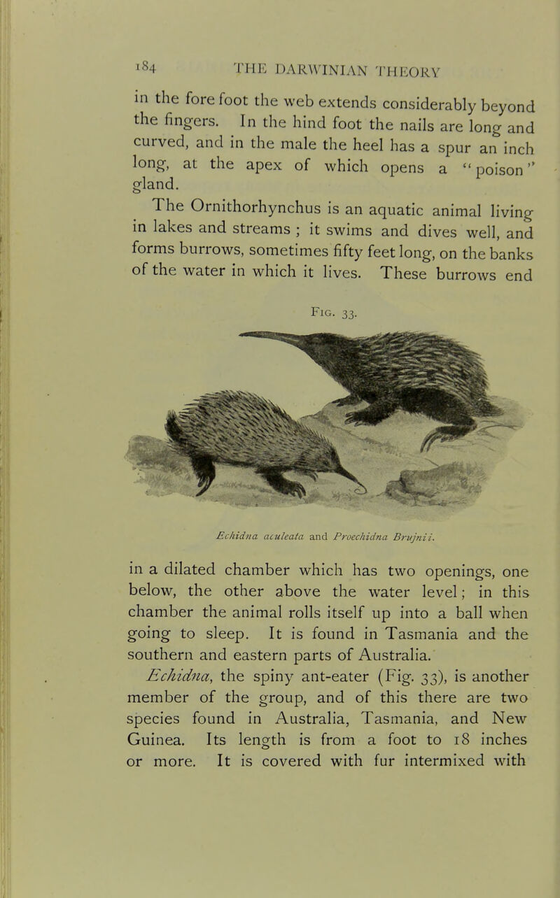 in the fore foot the web extends considerably beyond the fingers. In the hind foot the nails are long and curved, and in the male the heel has a spur an inch long, at the apex of which opens a  poison gland. The Ornithorhynchus is an aquatic animal living in lakes and streams ; it swims and dives well, and forms burrows, sometimes fifty feet long, on the banks of the water in which it lives. These burrows end Fig. 33. Echidna aculeata and Proechidna Brujnii. in a dilated chamber which has two openings, one below, the other above the water level; in this chamber the animal rolls itself up into a ball when going to sleep. It is found in Tasmania and the southern and eastern parts of Australia. Echidna, the spiny ant-eater (Fig. 33), is another member of the group, and of this there are two species found in Australia, Tasmania, and New Guinea. Its length is from a foot to 18 inches or more. It is covered with fur intermixed with