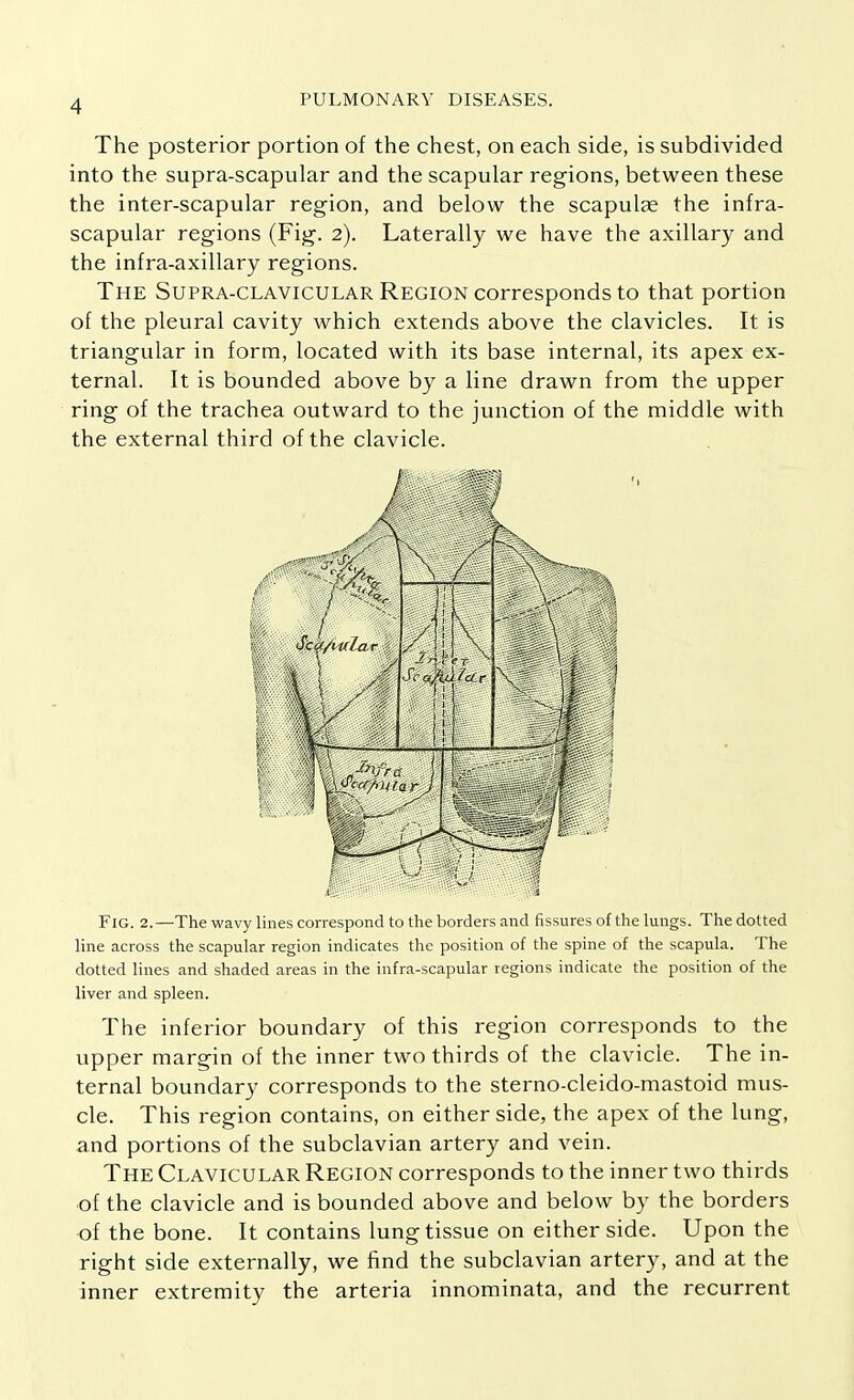 The posterior portion of the chest, on each side, is subdivided into the supra-scapular and the scapular regions, between these the inter-scapular region, and below the scapulae the infra- scapular regions (Fig. 2). Laterally we have the axillary and the infra-axillary regions. The Supra-clavicular Region corresponds to that portion of the pleural cavity which extends above the clavicles. It is triangular in form, located with its base internal, its apex ex- ternal. It is bounded above by a line drawn from the upper ring of the trachea outward to the junction of the middle with the external third of the clavicle. Fig. 2. —The wavy lines correspond to the borders and fissures of the lungs. The dotted line across the scapular region indicates the position of the spine of the scapula. The dotted lines and shaded areas in the infra-scapular regions indicate the position of the liver and spleen. The inferior boundary of this region corresponds to the upper margin of the inner two thirds of the clavicle. The in- ternal boundary corresponds to the sterno-cleido-mastoid mus- cle. This region contains, on either side, the apex of the lung, and portions of the subclavian artery and vein. The Clavicular Region corresponds to the inner two thirds of the clavicle and is bounded above and below by the borders of the bone. It contains lung tissue on either side. Upon the right side externally, we find the subclavian artery, and at the inner extremity the arteria innominata, and the recurrent
