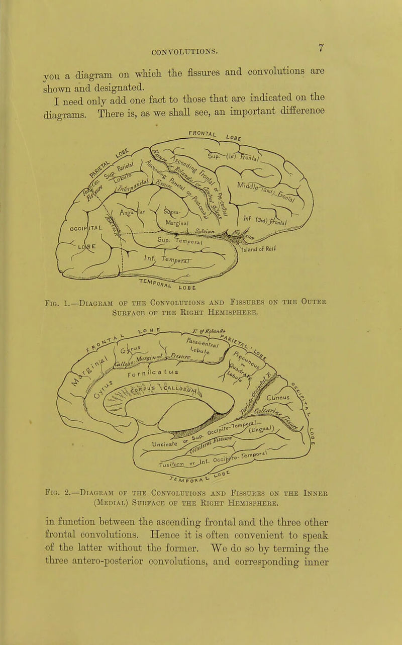 CONVOLUTIONS. you a diagram on wMch the fissures and convolutions are shown and designated. I need only add one fact to those that are indicated on the diagrams. There is, as we shaU see, an important difierence Fk;. 2.—DiAGIlAM OF THE CONVOLUTIONS AND FlSSURES ON THE InNER (Medial) Sukface of the Right Hemisphere. in function between the ascending frontal and the three other fi'ontal convolutions. Hence it is often convenient to speak of the latter without the former. We do so by terming the three antero-posterior convolutions, and corresponding inner