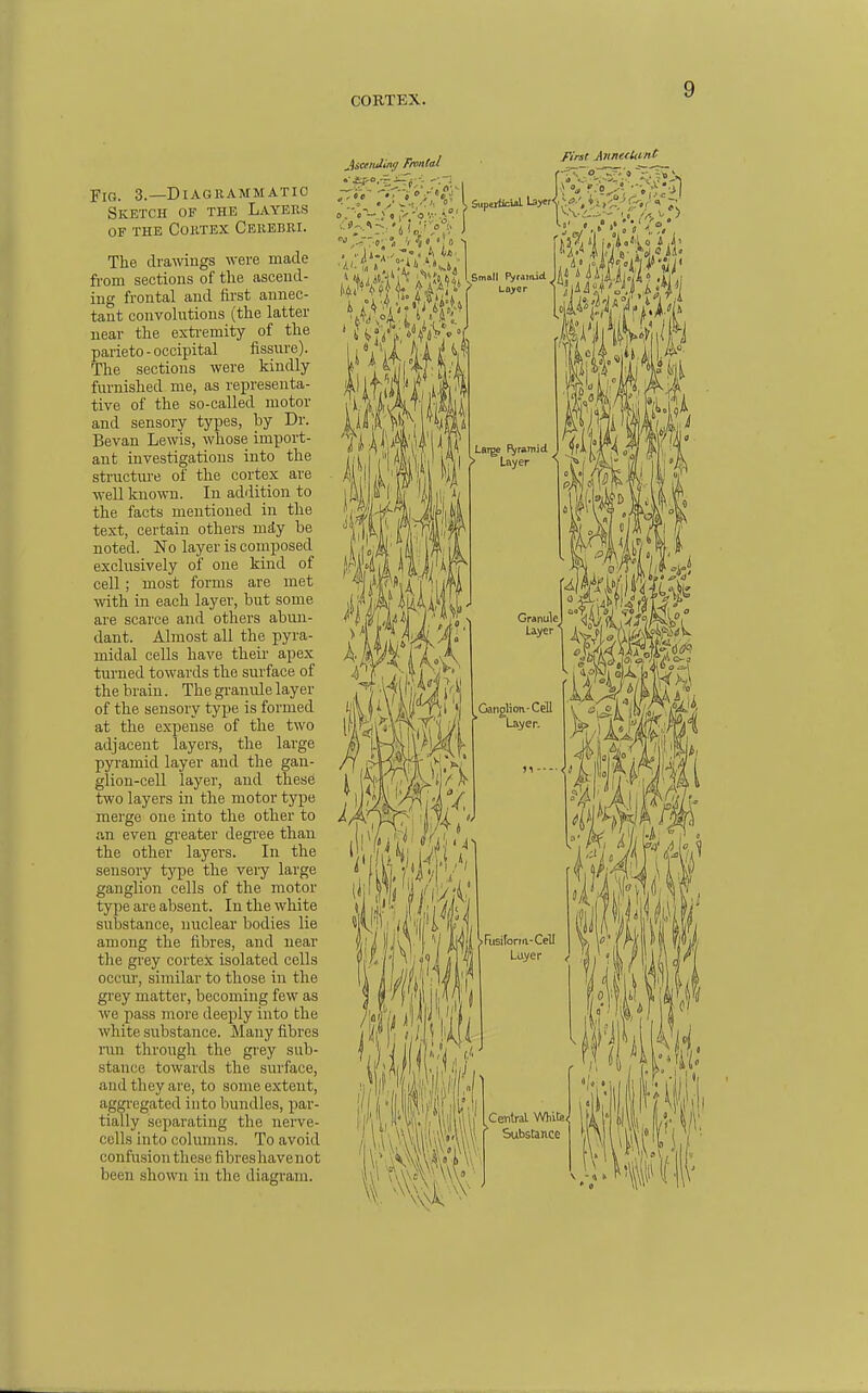 CORTEX. PlO. 3._DlAGRAMMATI0 Sketch of the Layers OF THE Cortex Cerebri. Tlie drawings were made from sections of the ascend- ing frontal and first annec- tant convolntions (the latter near the exti-emity of the parieto-occipital fissure). The sections were kindly- furnished me, as representa- tive of the so-called motor and sensory types, by Dr. Bevan Lewis, whose import- ant investigations into the structure of the cortex are well known. In addition to the facts mentioned in the text, certain others mdy be noted. No layer is composed exclusively of one kind of cell; most forms are met ■with in each layer, but some are scarce and others abun- dant. Almost all the pyra- midal cells have their apex turned towards the surface of the brain. The gi-anule layer of the sensory type is formed at the expense of the two adjacent layers, the large pyramid layer and the gan- glion-cell layer, and these two layers in the motor type merge one into the other to an even gi'eater degree than the other layers. In the sensory type the very large ganglion cells of the motor type are absent. In the white substance, nuclear bodies lie among the fibres, and near the grey cortex isolated cells occm-, similar to those in the grey matter, becoming few as we pass more deeply into the white substance. Many fibres ran through the grey sub- stance towards the surface, and they are, to some extent, aggi'egated into bundles, par- tially separating the nei-ve- cells into columns. To avoid confusion these fibreshavenot been shown in the diagram. Ji&ceiullng F/ontai First AnnuUmt i i«, 'J hi i 'i'vf-V'-. ^-.f r Small Pyrainid ' LQ>er ' 0' . f «1 LaTge rani id > Layer Granule Uyer ^Ganglion-Cell Layer. n — (I Fusilonn-Cell Layer III ii Central Whife, Substance