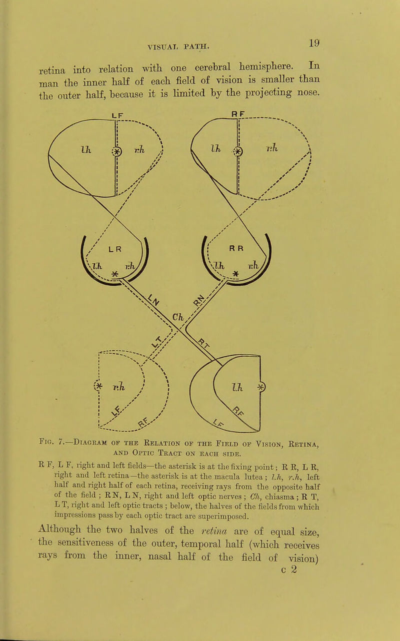 retina into relation with one cerebral hemisphere. In man the inner half of each field of vision is smaller than the outer half, because it is limited by the projecting nose. LF Rf. Fig. 7.—Diagram of the Kelation of the Field of Vision, Retina, AND Optic Tract on each side. R F, L F, right and left fields—the asterisk is at the fixing point; R R, L R, right and loft retina—the asterisk is at the macula lutea ; Ui, r.h, left half and right half of each retina, receiving rays from the opposite half of the field ; RN, L N, right and left optic nerves ; Ch, chiasma; R T, L T, right and left optic tracts ; helow, the halves of the fields from which impressions pass by each optic tract are superimposed. Although the two halves of the retina are of equal size, the sensitiveness of the outer, temporal half (which receives rays from the inner, nasal half of the field of vision) c 2