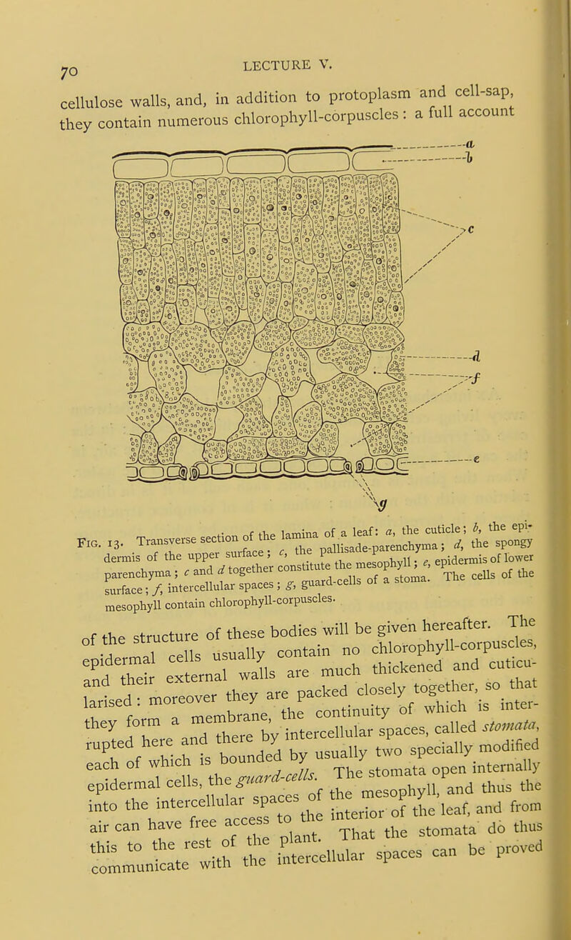 cellulose walls, and, in addition to protoplasm and cell-sap they contain numerous chlorophyll-corpuscles : a full account dermis of the upper surface; c, the P^^'^'^^^J - f epidermis of lower mesophyU contain chlotophyU-coipiiscles. the structure of these bodies will be given hereafter. The cells usually contain no chlorophyll-corpuscles, r„fS eternarwJls are much thickened and cut.cu- l^^ne^^^^^ -^Xe^-fbyi— each of which by usually P epidermal cells the ^^^phyH.'lnd thus the into the intercellular spa es o he me p y^.^^ ^^^^ air can have free access to the mteu . ^^^^^ this to the rest of the P'f J^^f ^'f J .^n be proved communicate with the nrtercellula. spaces P