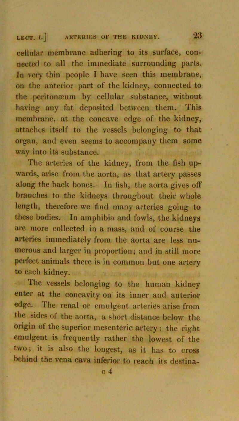 cellular membrane adhering to its surface, con- nected to all the immediate surrounding parts. In very thin people I have seen this membrane, on the anterior part of the kidney, connected to the peritoneeum by cellular substance, without having any fat deposited between them. This membrane, at the concave edge of the kidney, attaches itself to the vessels belonging to that organ, and even seems to accompany them some way into its substance. The arteries of the kidney, from the fish up- wards, arise from the aorta, as that artery pjisses along the back bones. In fish, the aorta gives off branches to the kidneys throughout their whole length, therefore we find many arteries going to these bodies. In amphibia and fowls, the kidneys are more collected in a mass, and of course the arteries immediately from the aorta are less nu- merous and larger in proportion; and in still more perfect animals there is in common but one artery to each kidney. The vessels belonging to the human kidney enter at the concavity on its inner and anterior edge. The renal or eraulgent arteries arise from the sides of the aorta, a short distance below the origin of the superior mesenteric artery; the right emulgent is frequently rather the lowest of the two; it is also the longest, as it has to cross behind the vena cava inferior to reach its destina-