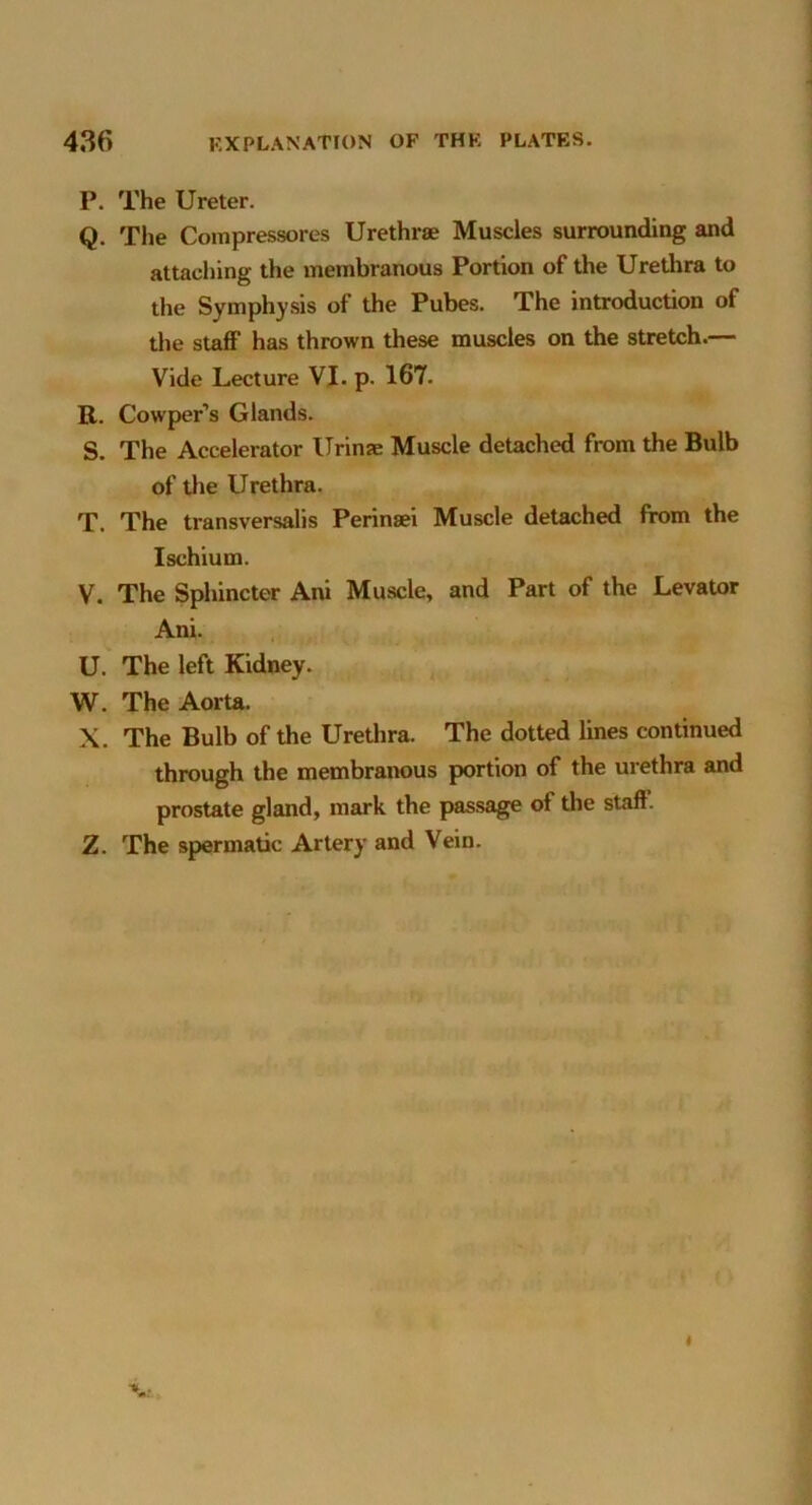 P. The Ureter. Q. The Compressores Urethrae Muscles surrounding and attacliing the membranous Portion of the Urethra to the Symphysis of the Pubes. The introduction of the staflP has thrown these muscles on the stretch.— Vide Lecture VJ. p. 167. R. Cowper’s Glands. S. The Accelerator Urinae Muscle detached from the Bulb of tlie Urethra. T. The transversalis Perinaei Muscle detached from the Ischium. V. The Sphincter Ani Muscle, and Part of the Levator Ani. U. The left Kidney. W. The Aorta. X. The Bulb of the Urethra. The dotted lines continued through the membranous portion of the urethra and prostate gland, mark the passage of the staff. Z. The spermatic Artery and Vein.