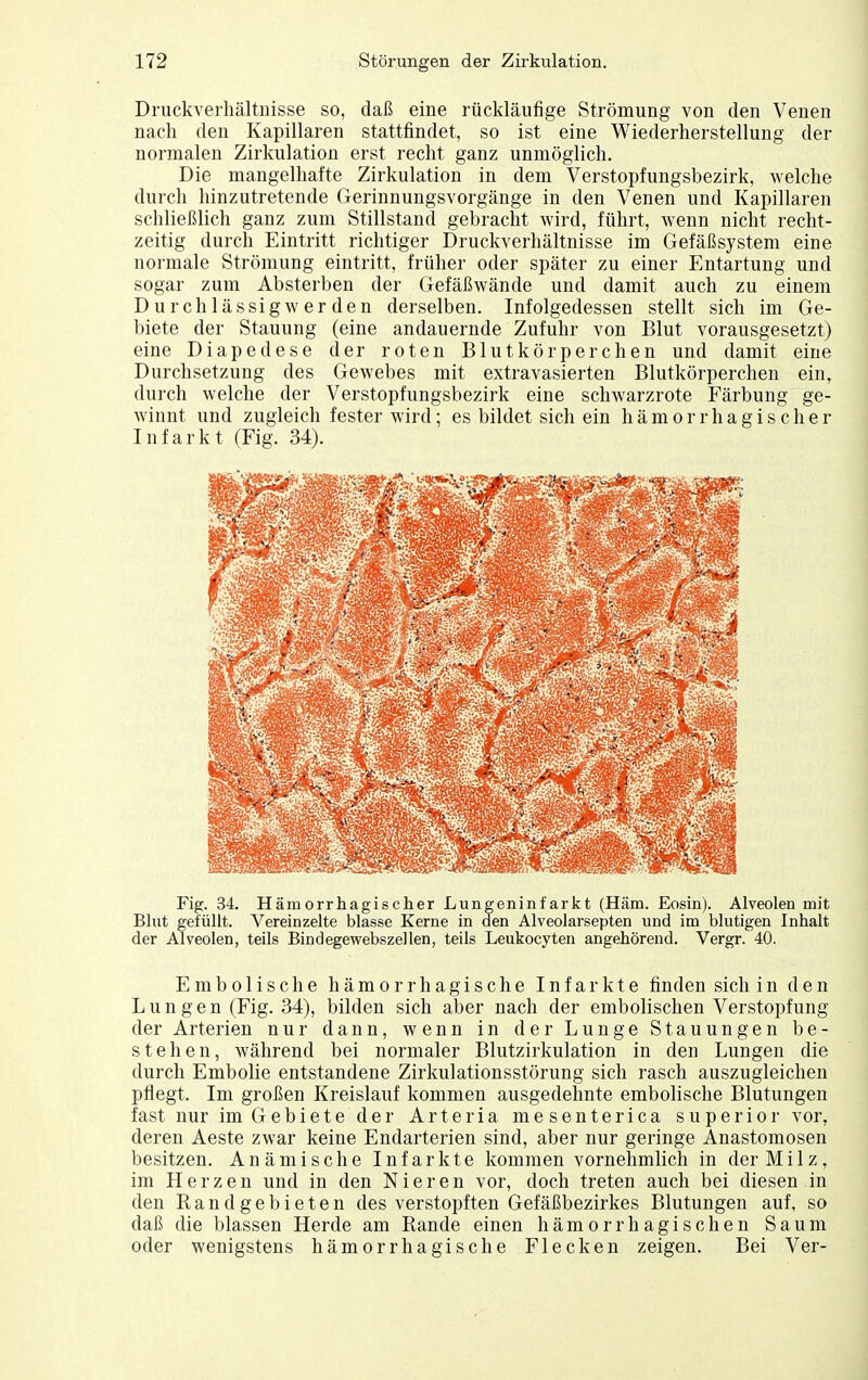 Druckverhältuisse so, daß eine rückläufige Strömung von den Venen nach den Kapillaren stattfindet, so ist eine Wiederherstellung der normalen Zirkulation erst recht ganz unmöglich. Die mangelhafte Zirkulation in dem Verstopfungsbezirk, welche durch hinzutretende Gerinnungsvorgänge in den Venen und Kapillaren schließlich ganz zum Stillstand gebracht wird, führt, wenn nicht recht- zeitig durch Eintritt richtiger Druckverliältnisse im Gefäßsystem eine normale Strömung eintritt, früher oder später zu einer Entartung und sogar zum Absterben der Gefäßwände und damit auch zu einem Durchlässigwerden derselben. Infolgedessen stellt sich im Ge- biete der Stauung (eine andauernde Zufuhr von Blut vorausgesetzt) eine Diapedese der roten Blutkörperchen und damit eine Durchsetzung des Gewebes mit extravasierten Blutkörperchen ein, durch welche der Verstopfungsbezirk eine schwarzrote Färbung ge- winnt und zugleich fester wird; es bildet sich ein hämorrhagischer Infarkt (Fig. 34). Fig. 34. Hämorrhagischer Lungeninfarkt (Häm. Eosin). Alveolen mit Bhit gefüllt. Vereinzelte blasse Kerne in den Alveolarsepten und im blutigen Inhalt der Alveolen, teils Bindegewebszellen, teils Leukocyten angehörend. Vergr. 40. Embolische hämorrhagische Infarkte finden sich in den Lungen (Fig. 34), bilden sich aber nach der embolischen Verstopfung der Arterien nur dann, wenn in der Lunge Stauungen be- stehen, während bei normaler Blutzirkulation in den Lungen die durch Embolie entstandene Zirkulationsstörung sich rasch auszugleichen pflegt. Im großen Kreislauf kommen ausgedehnte embolische Blutungen fast nur im Gebiete der Arteria mesenterica superior vor, deren Aeste zwar keine Endarterien sind, aber nur geringe Anastomosen besitzen. Anämische Infarkte kommen vornehmlich in der Milz, im Herzen und in den Nieren vor, doch treten auch bei diesen in den Randgebieten des verstopften Gefäßbezirkes Blutungen auf, so daß die blassen Herde am Rande einen hämorrhagischen Saum oder wenigstens hämorrhagische Flecken zeigen. Bei Ver-