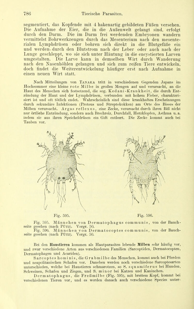 segmentiert, das Kopfende mit 4 hakenartig gebildeten Füßen versehen. Die Aufnahme der Eier, die in die Außenwelt gelangt sind, erfolgt durch den Darm. Die im Darm frei werdenden Embryonen wandern vermittelst Bohrwerkzeugen durch das Mesenterium nach den mesente- rialen Lymphdrüsen oder bohren sich direkt in die Blutgefäße ein und werden.durch den Blutstrom nach der Leber oder auch nach der Lunge geschleppt, wo sie sich unter Häutung in die encystierten Larven umgestalten. Die Larve kann in demselben Wirt durch Wanderung nach den Nasenhöhlen gelangen und sich zum reifen Tiere entwickeln, doch findet die Weiterentwickelung häutiger erst nach Aufnahme in einen neuen Wirt statt. Nach Mitteilungen von Tanaka tritt in verschiedenen Gegenden Japans im Hochsommer eine kleine rote Milbe in großen Mengen auf und verursacht, an die Haut des Menschen sich festsetzend, die sog. Kedani-Kran kheit, die durch Ent- zündung der Haut und der Lymphdrüsen, verbunden mit hohem Fieber, charakteri- siert ist und oft tötlich endet. Wahrscheinlich sind diese krankhaften Erscheinungen durch sekundäre Infektionen (Proteus und Streptokokken) am Orte des Bisses der Milben verursacht. Argas reflexus, eine Zecke, verursacht durch ihren Biß nicht nur örtliche Entzündung, sondern auch Brechreiz, Durchfall, Herzklopfen, Asthma u. a. indem sie aus ihren Speicheldrüsen ein Gift entleert. Die Zecke kommt auch bei Tauben vor. Bei den Haustieren kommen als Hautparasiten lebende Milben sehr häufig vor, und zwar verschiedene Arten aus verschiedenen FamiUen (Sarcoptiden, Dermatocopten, Dermatophagen und Acariden). Sarcopteshominis, die Grabmilbe des Menschen, kommt auch bei Pferden und neapolitanischen Schafen vor. Daneben werden noch verschiedene Sarcoptesarten unterschieden, welche bei Haustieren schmarotzen, so S. squamiferus bei Hunden, Schweinen, Schafen und Ziegen, und S. minor bei Katzen und Kaninchen. Dermatophagus, die Freßmilbe (Fig. 595), mit breitem Kopf, kommt bei verschiedenen Tieren vor, und es werden danach auch verschiedene Speeles unter-