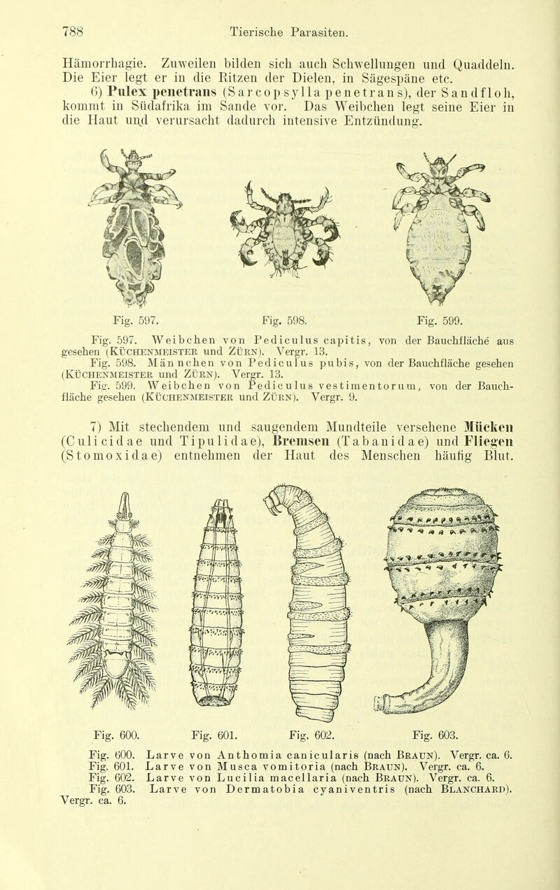 Hämorrhagie. Zuweilen bilden sich auch Schwellungen und Quaddeln. Die Eier legt er in die Pützen der Dielen, in Sägespäne etc. 6) Pulex peiietraiis (S ar c o p sy 11 a p e n e tr an s), der S a n d f 1 o h, kommt in Südafrika im Sande vor. Das Weibchen legt seine Eier in die Haut und verursacht dadurch intensive Entzündung. Fig. 597. Fig. 598. Fig. 599. Fig. 597. Weibchen von Pediculus capitis, von der Bauchfläche ans gesehen (Küchenmeister und Zürn). Vergr. 13. Fig. 598. Männchen von Pediculus pubis, von der Bauchfläche gesehen (KÜCHENMEISTER und ZÜRN). Vergr. 13. Fig. 599. Weibchen von Pediculus vestimentorum, von der Bauch- fläche gesehen (Küchenmeister und Zürn). Vergr. 9. 7) Mit stechendem und saugendem Mundteile versehene Mücken (Culicidae und Tipulidae), Bremsen (Tabanidae) und Fliegen (Stomoxidae) entnehmen der Haut des Menschen häufig Blut. Fig. 600. Fig. 601. Fig. 602. Fig. 603. Fig. 600. Larve von Anthomia canicularis (nach Braun). Vergr. ca. 6. Fig. 601. Larve von Musca vomitoria (nach Braun). Vergr. ca. 6. Fig. 602. Larve von Lucilla macellaria (nach Braun). Vergr. ca. 6. Fig. 603. Larve von Dermatobia cyaniventris (nach Blanchard). Vergr. ca. 6.