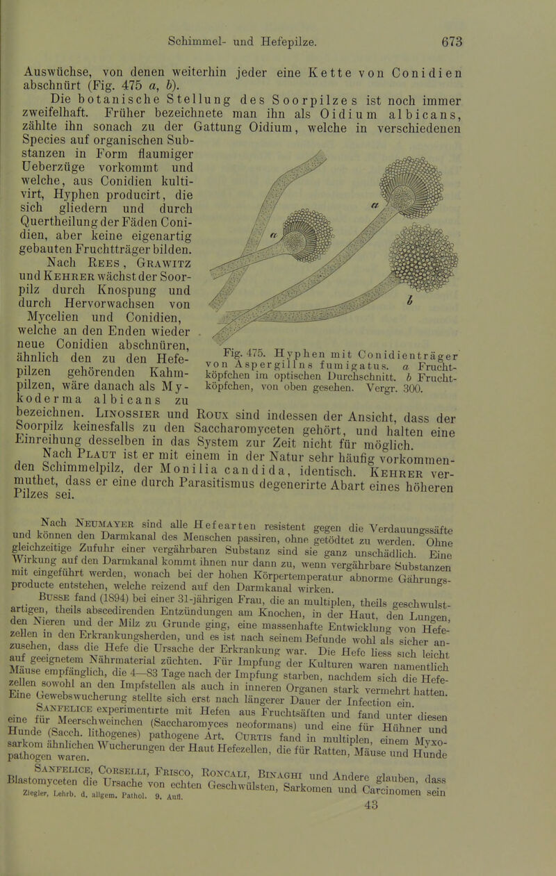 Auswüchse, von denen weiterhin jeder eine Kette von Conidien abschnürt (Fig. 475 a, b). Die botanische Stellung des Soorpilzes ist noch immer zweifelhaft. Früher bezeichnete man ihn als Oidium albicans, zählte ihn sonach zu der Gattung Oidium, welche in verschiedenen Species auf organischen Sub- stanzen in Form flaumiger Ueberzüge vorkommt und welche, aus Conidien kulti- virt, Hyphen producirt, die sich gliedern und durch Quertheilungder Fäden Coni- dien, aber keine eigenartig gebauten Fruchtträger bilden. Nach Rees , Grawitz und Kehrer wächst der Soor- pilz durch Knospung und durch Hervorwachsen von Mycelien und Conidien, welche an den Enden wieder neue Conidien abschnüren, ähnlich den zu den Hefe- pilzen gehörenden Kahm- pilzen, wäre danach als My- ko d e r m a albicans zu bezeichnen. Linossier und Soorpilz keinesfalls zu den Einreihung desselben in das Fig. 475. Hyphen mit Conidienträger von Aspergillus fumigatus. a Frucht- köpfchen im optischen Durchschnitt, b Frucht- köpfchen, von oben gesehen. Vergr. 300. Roux sind indessen der Ansicht, dass der Saccharomyceten gehört, und halten eine System zur Zeit nicht für möglich. Nach Plaut ist er mit einem in der Natur sehr häufig vorkommen- den Schimmelpilz, der Monilia Candida, identisch. Kehrer ver- mutnet, dass er eine durch Parasitismus degenerirte Abart eines höheren iriizes sei. Nach Neumayer sind alle Hefearten resistent gegen die Verdauunessäfte und können den Darmkanal des Menschen passiren, ohne getödtet zu werden Ohne gleichzeitige Zufuhr einer vergährbaren Substanz sind sie ganz unschädlich. Eine Wirkung auf den Darmkanal kommt ihnen nur dann zu, wenn vergährbare Substanzen mit eingeführt werden, wonach bei der hohen Körpertemperatur abnorme Gährunes- producte entstehen, welche reizend auf den Darmkanal wirken Busse fand (1894) bei einer 31-jährigen Frau, die an multiplen, theils geschwulst- artigen theils abscedirenden Entzündungen am Knochen, in der Haut den Lune-en den Nieren und der Milz zu Grunde ging, eine massenhafte Entwicklung von S zellen in den Erkrankungsherden, und es ist nach seinem Befunde wohl als .icher an zusehen dass die Hefe die Ursache der Erkrankung war. Die Hefe liess sich Teich! auf geeignetem Nährmaterial züchten. Für Impfung der Kulturen^ waren namen ich Mause empfänglich, die 4-83 Tagenach der Impfung starben, nachdem sich le Hefe zellen sowohl an den Impfstellen als auch in inneren Organen stark vermehrt hatten Eine Gewebswucherung stellte sich erst nach längerer Dauer der Infection ein bANFELiCE experimentirte mit Hefen aus Fruchtsäften und fand unter d,>^n Hunde111;^^8!11^110116? (8ThaTOm*CeS Normans) und eine Z ttTnel Z ES-'ÄsLpsBaÄ äsäss £ 43