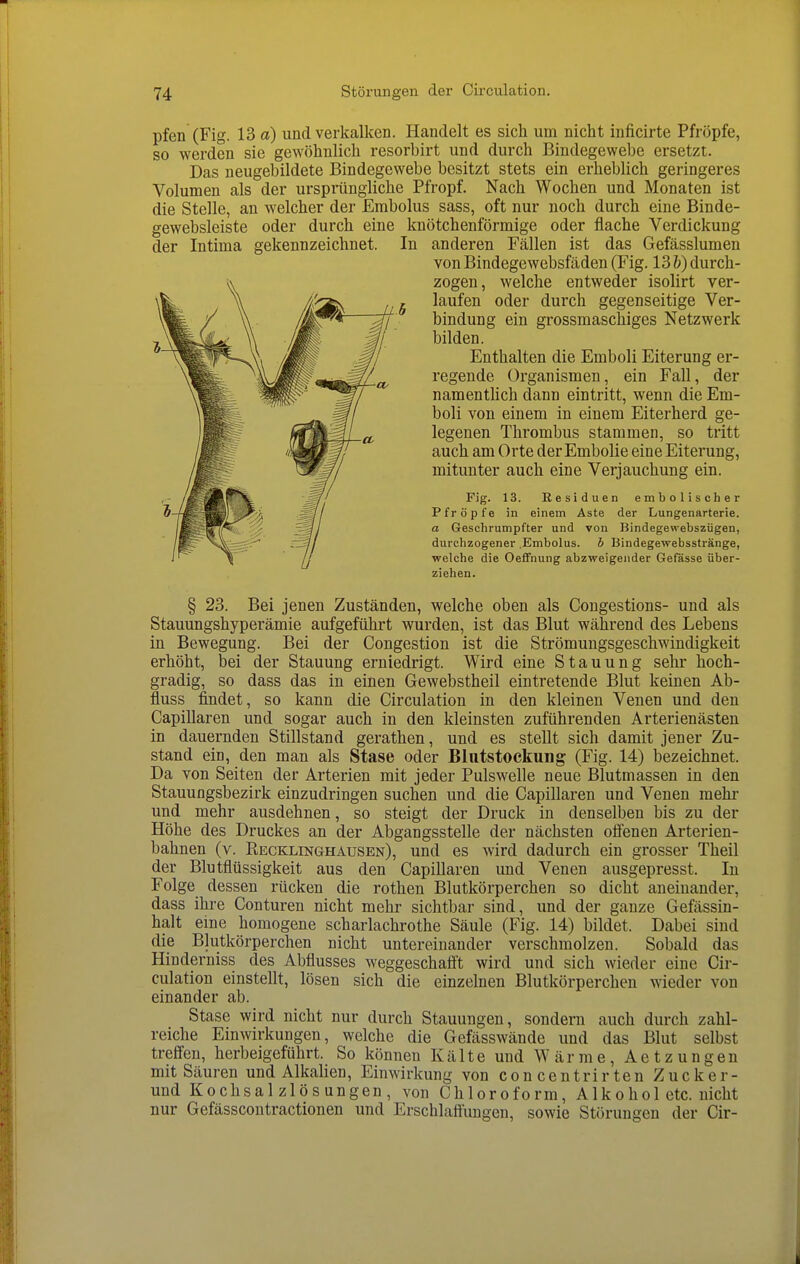 pfen (Fig. 13 a) und verkalken. Handelt es sich um nicht inficirte Pfropfe, so werden sie gewöhnlich resorbirt und durch Bindegewebe ersetzt. Das neugebildete Bindegewebe besitzt stets ein erheblich geringeres Volumen als der ursprüngliche Pfropf. Nach Wochen und Monaten ist die Stelle, an welcher der Embolus sass, oft nur noch durch eine Binde- gewebsleiste oder durch eine knötchenförmige oder flache Verdickung der Intima gekennzeichnet. In anderen Fällen ist das Gefässlumen von Bindegewebsfäden (Fig. 13 h) durch- zogen, welche entweder isolirt ver- laufen oder durch gegenseitige Ver- bindung ein grossmaschiges Netzwerk bilden. Enthalten die Emboli Eiterung er- regende Organismen, ein Fall, der namenthch dann eintritt, wenn die Em- boli von einem in einem Eiterherd ge- legenen Thrombus stammen, so tritt auch am Orte der Embolie eine Eiterung, mitunter auch eine Verjauchung ein. Fig. 13. Residuen embolischer Pfropfe in einem Aste der Lungenarterie. a Geschrumpfter und von Bindegewebszügen, durchzogener .Embolus, b Bindegewebsstränge, welche die Oeflfnung abzweigender Gefösse über- ziehen. § 23. Bei jenen Zuständen, welche oben als Congestions- und als Stauungshyperämie aufgeführt wurden, ist das Blut während des Lebens in Bewegung. Bei der Congestion ist die Strömungsgeschwindigkeit erhöht, bei der Stauung erniedrigt. Wird eine Stauung sehr hoch- gradig, so dass das in einen Gewebstheil eintretende Blut keinen Ab- fluss findet, so kann die Circulation in den kleinen Venen und den Capillaren und sogar auch in den kleinsten zuführenden Arterienästeu in dauernden Stillstand gerathen, und es stellt sich damit jener Zu- stand ein, den man als Stase oder Blutstockung (Fig. 14) bezeichnet. Da von Seiten der Arterien mit jeder Pulswelle neue Blutmassen in den Stauungsbezirk einzudringen suchen und die Capillaren und Venen mehr und mehr ausdehnen, so steigt der Druck in denselben bis zu der Höhe des Druckes an der Abgangsstelle der nächsten offenen Arterien- bahnen (v. Recklinghaüsen), und es wird dadurch ein grosser Theil der Blutflüssigkeit aus den Capillaren und Venen ausgepresst. In Folge dessen rücken die rothen Blutkörperchen so dicht aneinander, dass ihre Conturen nicht mehr sichtbar sind, und der ganze Gefässin- halt eine homogene scharlachrothe Säule (Fig. 14) bildet. Dabei sind die Blutkörperchen nicht untereinander verschmolzen. Sobald das Hinderniss des Abflusses weggeschafft wird und sich wieder eine Cir- culation einstellt, lösen sich die einzelnen Blutkörperchen wieder von einander ab. Stase wird nicht nur durch Stauungen, sondern auch durch zahl- reiche Einwirkungen, welche die Gefässwände und das Blut selbst treffen, herbeigeführt. So können Kälte und Wärme, A e t z u n g e n mit Säuren und Alkalien, Einwirkung von concentrirten Zucker- und Kochsalzlösungen, von Chloroform, Alkohol etc. nicht nur Gefässcontractionen und Erschlaffungen, sowie Störungen der Cir-