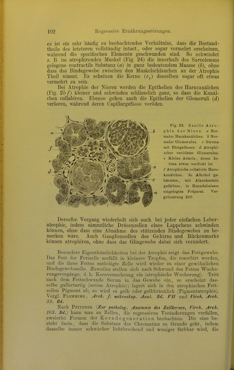 es ist ein selir häufig zu beobachtendes Verhältniss, dass die Bestand- theile des letzteren vollständig intact, oder sogar vermehrt erscheinen, während die specifischen Elemente geschwunden sind. So schwindet z. B. im atrophirenden Muskel (Fig. 24) die innerhalb des Sarcolemms gelegene contractile Substanz (a) in ganz bedeutendem Maasse (b), ohne dass das Bindegewebe zwischen den Muskelschläuchen an der Atrophie Theil nimmt. Es scheinen die Kerne (Cj) desselben sogar oft etwas vermehrt zu sein. Bei Atrophie der Nieren werden die Epithelien des Harncanälchen (Fig. 25 f) kleiner und schwinden schliesslich ganz, so dass die Kanäl- chen collabiren. Ebenso gehen auch die Epithelien der Glomeruli (d) verloren, während deren Capillargefässe veröden. Fig. 25. S enile Atro - phie derKiere. a Nor- males Harnkanälchen. b Nor- maler Glomerulus. c Stroma mit Blutgefässen, d Atrophi- scher verödeter Glomerulus. e Kleine Arterie, deren In- tima etwas verdickt ist. / Atrophische coUabirte Harn- kanälchen. In Alkohol ge- härtetes , mit Alaunkarmin gefärbtes, in Kanadabalsam eingelegtes Präparat. Ver- grösserung 200. Derselbe Vorgang wiederholt sich auch bei jeder einfachen Leber- atrophie, indem sämmtliche Drüsenzellen eines Läppchens schwinden können, ohne dass eine Abnahme des stützenden Bindegewebes zu be- merken wäre. Auch Ganglienzellen des Gehirns und Rückenmarks können atrophiren, ohne dass das Gliagewebe dabei sich verändert. Besondere Eigenthümliclikeiten bei der Atrophie zeigt das Fettgewebe. Das Fett der Fettzelle zerfällt in kleinere Tropfen, die resorbirt werden, und die ihres Fettes entledigte Zelle wird wieder zu einer gewöhnlichen Bindegewebszelle. Zuweilen stellen sich nach Schwund des Fettes Wuche- rungsvorgänge, d. h. Kernvermehrung ein (atrophische Wucherung). Tritt nach dem Fettschwunde Serum in das Gewebe ein, so erscheint das- selbe gallertartig (seröse Atrophie); lagert sich in den atrophischen Fett- zellen Pigment ab, so wird es gelb oder gelbbräunlich (Pigmentatropbie). Vergl. Flemmimg, ^rcA. f. mikroskop. Anal. Bd. VII und Firch. Arch. 52. Bd. Nach Pfitznbr {Zur patholog. Anatomie des Zellkernes, Virch. Arch. 103. Bd.) kann man an Zellen, die regressiven Veränderungen verfallen, zweierlei Formen der Kerndegeneration beobachten. Die eine be- steht darin, dass die Substanz des Chromatins zu Grunde geht, indem dasselbe immer schwächer lichtbrechend und weniger färbbar wird, die