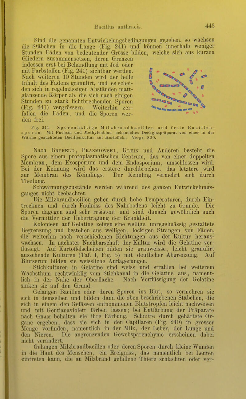 Sind die geuauuteu Entwickelungsbedingimgeu gegeben, so wachsen die Stäbchen in die Länge (Fig. 241) und können innerhalb weniger Stunden Fäden von bedeutender Grösse bilden, welche sich aus kurzen Gliedern zusammensetzen, deren Grenzen indessen erst bei Behandlung mit Jod oder mit FarbstoH'en (Fig. 241) sichtbar werden. ff • , ^ * ^ * Nach weiteren 10 Stunden wird der helle S ^ ^ ^ *** Inhalt des Fadens granulirt, und es schei- «■■■•^ ^ den sich in regelmässigen Abständen matt- ^ ' ■ glänzende Körper ab, die sich nach einigen * * ^ « Stunden zu stark lichtbrechenden Sporen ****^***s«o (Fig. 241) vergrössern. Weiterhin zer- ^^i^*«™,.—^ ^ fallen die Fäden, und die Sporen wer- ' den frei. Fig. 241. Sporen haltige Milzbrand bacillen und freie Bacillen- Spören. Mit Fuchsin und Methylenblau behandeltes Deckglaspräparat von einer in der Wärme gezüchteten Bacillenkultur auf Kartoffeln. Vergr. 800. Nach Brefeld, Prazmowski, Klein und Anderen besteht die Spore aus einem protoplasmatischen Centrum, das von einer doppelten Membi'an, dem Exosporium und dem Endosporium, umschlossen wird. Bei der Keimung wird das erstere durchbrochen, das letztere wird zur Membran des Keimlings. Der Keimling vermehrt sich durch Theilung. Schwärmungszustände werden während des ganzen Entwickelungs- ganges nicht beobachtet. Die Milzbrandbacillen gehen durch hohe Temperaturen, durch Ein- trocknen und durch Fäulniss des Nährbodens leicht zu Grunde. Die Sporen dagegen sind sehr resistent und sind danach gewöhnlich auch die Vermittler der Uebertragung der Krankheit. Kolonieen auf Gelatine zeigen eine wellige, unregelmässig gestaltete Begrenzung und bestehen aus welligen, lockigen Strängen von Fäden, die weiterhin nach verschiedenen Richtungen aus der Kultur heraus- wachsen. In nächster Nachbarschaft der Kultur wird die Gelatine ver- flüssigt. Auf Kartoftelscheiben bilden sie grauweisse, leicht granulirt aussehende Kulturen (Taf. I, Fig. 5) mit deutlicher Abgrenzung. Auf Blutserum bilden sie weissliche Auflagerungen. Stichkulturen in Gelatine sind weiss und strahlen bei weiterem Wachsthum rechtwinkhg vom Stichkanal in die Gelatine aus, nament- lich in der Nähe der Oberfläche. Nach Verflüssigung der Gelatine sinken sie auf den Grund. Gelangen Bacillen oder deren Sporen ins Blut, so vermehren sie sich in demselben und bilden dann die oben beschriebenen Stäbchen, die sich in einem den Gefässen entnommenen Blutstropfen leicht nachweisen und mit Gentianaviolett färben lassen; bei Entfärbung der Präparate nach Gram behalten sie ihre Färbung. Schnitte durch gehärtete Or- gane ergeben, dass sie sich in den Capillaren (Fig. 240) in grosser Menge vorfinden, namentlich in der Milz, der Leber, der Lunge und den Nieren. Die angrenzenden Gewebsparenchyme erscheinen dabei nicht verändert. Gelangen Milzbrandbacillen oder deren Sporen durch kleine Wunden in die Haut des Menschen, ein Ereigniss, das namentlich bei Leuten eintreten kann, die an Milzbrand gefallene Thiere schlachten oder ver-