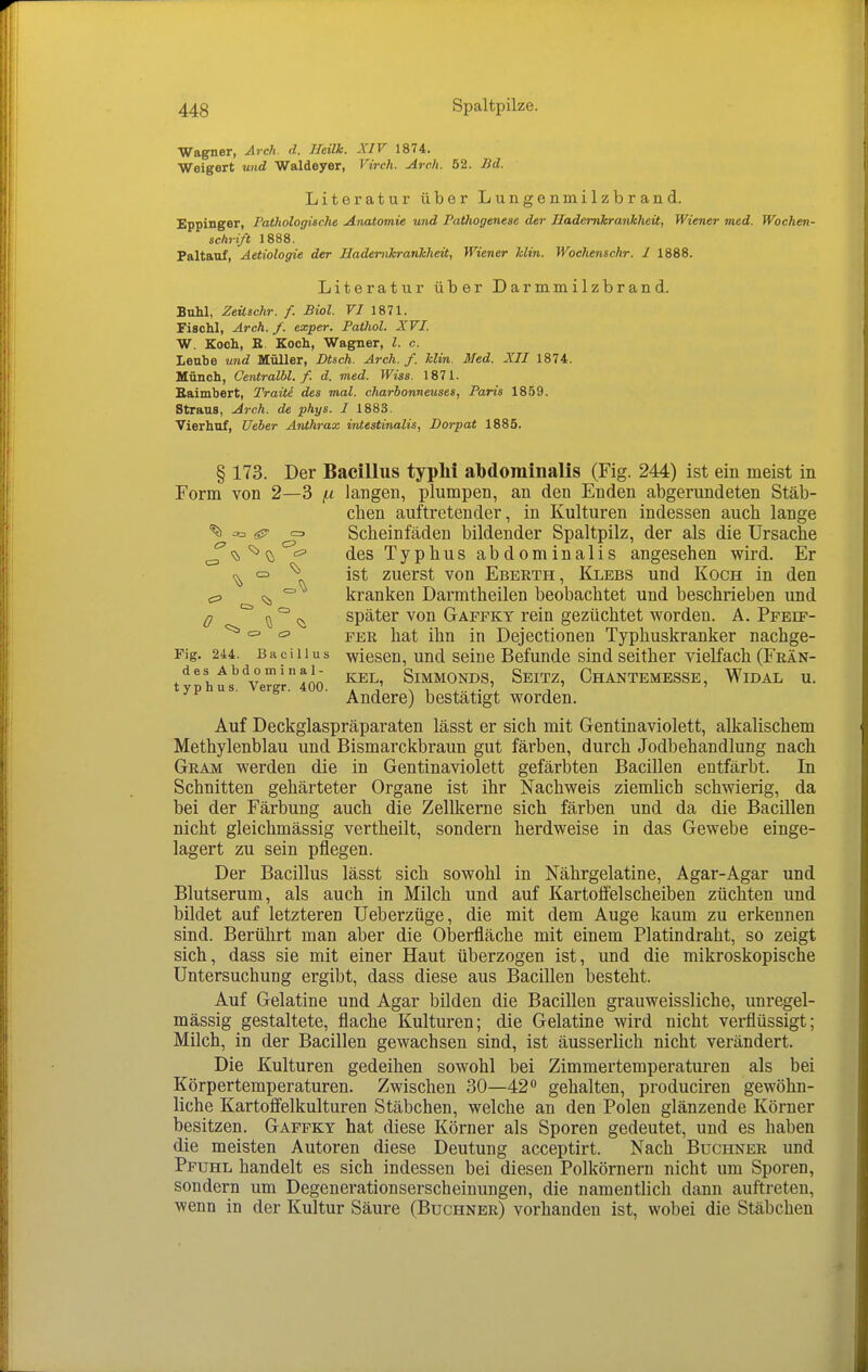 Wagner, Arch. d. Heük. XIV 1874. Weigert und Waldeyer, Virch. Arch. 52. Bd. Literatur über Lungenmilzbrand. Eppinger, Pathologische Anatomie und Pathogenese der Hademkrankheü, Wiener med. Wochen- schrift 1888. Paltaof, Aetiologie der HadenikranJcheit, Wiener Jclin. Wochenschr. 1 1888. Literatur über Darmmilzbrand. Buhl, Zeüschr. f. Biol. VI 1871. Fischl, Arch. f. exper. PaOiol. XVI. W. Koch, E. Koch, Wagner, l. c. Leube und Müller, Dtsch. Arch. f. Min. Med. XII 1874. Münch, Centralbl. f. d. med. Wias. 1871. Baimbert, Tratte des mal. charbonneuses, Paris 1859. Straus, Arch. de phys. I 1883. Vierhuf, Ueber Anthrax intestinalis, Dorpat 1885. § 173. Der Bacillus typhi abdominalis (Fig. 244) ist ein meist in Form von 2—3 (.i langen, plumpen, an den Enden abgerundeten Stäb- chen auftretender, in Kulturen indessen auch lange % c:, fgr ^ Scheinfäden bildender Spaltpilz, der als die Ursache des Typhus abdominalis angesehen wird. Er CD ^ ist zuerst von Eberth, Klebs und Koch in den cp <^ ° kranken Darmtheilen beobachtet und beschrieben und 0 '^^ ^ später von Gaffkt rein gezüchtet worden. A. Pfeif- <= cp PER tiat ihn in Dejectionen Typhuskranker nachge- Fig. 244. Bacillus wiescn, uud seiuc Befunde siud scithcr Vielfach (Frän- des Abdominal- ^ SiMMONDS, SeITZ, ChANTEMESSE, WiDAL U. typhus. Vergr. 400. . i ^ i ...' Andere) bestätigt worden. Auf Deckglaspräparaten lässt er sich mit Gentinaviolett, alkalischem Methylenblau und Bismarckbraun gut färben, durch Jodbehandlung nach Gram werden die in Gentinaviolett gefärbten Bacillen entfärbt. In Schnitten gehärteter Organe ist ihr Nachweis ziemlich schwierig, da bei der Färbung auch die Zelllierne sich färben und da die Bacillen nicht gleichmässig vertheilt, sondern herdweise in das Gewebe einge- lagert zu sein pflegen. Der Bacillus lässt sich sowohl in Nährgelatine, Agar-Agar und Blutserum, als auch in Milch und auf Kartoffelscheiben züchten und bildet auf letzteren Ueberzüge, die mit dem Auge kaum zu erkennen sind. Berührt man aber die Oberfläche mit einem Platindraht, so zeigt sich, dass sie mit einer Haut überzogen ist, und die mikroskopische Untersuchung ergibt, dass diese aus Bacillen besteht. Auf Gelatine und Agar bilden die Bacillen grauweissliche, unregel- mässig gestaltete, flache Kulturen; die Gelatine wird nicht verflüssigt; Milch, in der Bacillen gewachsen sind, ist äusserlich nicht verändert. Die Kulturen gedeihen sowohl bei Zimmertemperaturen als bei Körpertemperaturen. Zwischen 30—42^ gehalten, produciren gewöhn- liche Kartofi'elkulturen Stäbchen, welche an den Polen glänzende Körner besitzen. Gaffky hat diese Körner als Sporen gedeutet, und es haben die meisten Autoren diese Deutung acceptirt. Nach Buchner und Pfuhl handelt es sich indessen bei diesen Polkörnern nicht um Sporen, sondern um Degenerationserscheinungen, die namentlich dann auftreten, wenn in der Kultur Säure (Buchner) vorhanden ist, wobei die Stäbchen