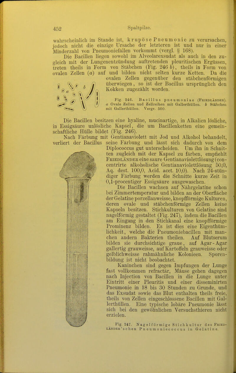 wahrscheinlich im Stande ist, krupösePneumouie zu verursachen, jedoch nicht die einzige Ursache der letzteren ist und nur in einer Minderzahl von Pneumoniefällen vorkommt (vergl. § 168). Die Bacillen liegen sowohl im Alveolarexsudat als auch in den zu- gleich mit der Lungenentzündung auftretenden pleuritischen Ergüssen, treten theils in Form von Stäbchen (Fig. 246 h), theils in Form von ovalen Zellen (a) auf und bilden nicht selten kurze Ketten. Da die ovalen Zellen gegenüber den stäbchenförmigen überwiegen, so ist der Bacillus ursprünghch den Kokken zugezählt worden. Fig. 246. Bacillus pneumoniae (Friedlandek). a Ovale Zellen und Zellreihen mit Gallerthiillen. b Stäbchen mit Gallerthüllen. Vergr. 500. Die Bacillen besitzen eine hyaline, mucinartige, in Alkalien lösliche, in Essigsäure unlösliche Kapsel, die um Bacillenketten eine gemein- schaftliche Hülle bildet (Fig. 246). Nach Färbung mit Gentianaviolett mit Jod und Alkohol behandelt, verliert der Bacillus seine Färbung und lässt sich dadurch von dem Diplococcus gut unterscheiden. Um ihn in Schnit- ten zugleich mit der Kapsel zu färben, empfiehlt Feiedländek eine saure Gentianaviolettlösung (con- centrirte alkoholische Gentianaviolettlösung 50,0, Aq. dest. 100,0, Acid. acet. 10,0). Nach 24-stüu- diger Färbung werden die Schnitte kurze Zeit in 0,1-procentiger Essigsäure ausgewaschen. Die Bacillen wachsen auf Nährgelatine schon bei Zimmertemperatur und bilden an der Oberfläche der Gelatine porzellanweisse, knopfförmige Kulturen, deren ovale und stäbchenförmige Zellen keine Kapseln besitzen. Stichkulturen von Gelatine sind nageiförmig gestaltet (Fig. 247), indem die Bacillen am Eingang in den Stichkanal eine knopfförmige Prominenz bilden. Es ist dies eine Eigenthüm- lichkeit, welche die Pneumoniebacillen mit man- chen andern Bakterien theilen. Auf Blutserum bilden sie durchsichtige graue, auf Agar-Agar gallertig grauweisse, auf Kartoffeln grauweisse oder gelblichweisse rahmähnliche Kolonieen. Sporen- bildung ist nicht beobachtet. Kaninchen sind gegen Impfungen der Lunge fast vollkommen refractär, Mäuse gehen dagegen nach Injection von Bacillen in die Lunge unter Eintritt einer Pleuritis und einer disseminirteu Pneumonie in 18 bis 30 Stunden zu Grunde, und das Exsudat sowie das Blut enthalten theils freie, theils von Zellen eingeschlossene Bacillen mit Gal- lerthüllen. Eine typische lobäre Pneumonie lässt sich bei den gewöhnlichen Versuchsthiereu nicht erzielen. Fig. 247. Nag e 1 f ö r mige S ti ch kul tur desFRiED- LÄNDER'sehen Pneumoniecoccus in Gelatine.