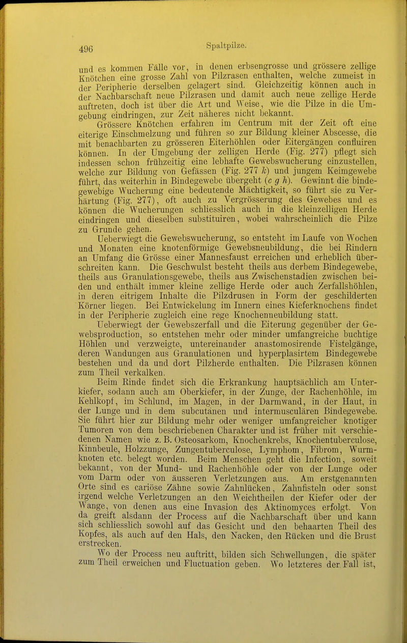 und es kommen Fälle vor, in denen erbsengrosse und grössere zellige Knötchen eine grosse Zahl von Pilzrasen enthalten, welche zumeist in der Peripherie derselben gelagert sind. Gleichzeitig können auch in der Nachbarschaft neue Pilzrasen und damit auch neue zellige Herde auftreten, doch ist über die Art und Weise, wie die Pilze in die Um- gebung eindringen, zur Zeit näheres nicht Ijekannt. Grössere Knötchen erfahren im Centrum mit der Zeit oft eine eiterige Einschmelzung und führen so zur Bildung kleiner Abscesse, die mit benachbarten zu grösseren Eiterhöhlen oder Eitergängen confluiren können. In der Umgebung der zelligen Herde (Fig. 277) pflegt sich indessen schon frühzeitig eine lebhafte Gewebswucherung einzustellen, welche zur Bildung von Gefässen (Fig. 277 Je) und jungem Keimgewebe führt, das weiterhin in Bindegewebe übergeht (c g h). Gewinnt die binde- gewebige Wucherung eine bedeutende Mächtigkeit, so führt sie zu Ver- härtung (Fig. 277), oft auch zu Vergrösserung des Gewebes und es können die Wucherungen schliesslich auch in die kleinzelligen Herde eindringen und dieselben substituiren, wobei wahrscheinlich die Pilze zu Grunde gehen. Ueberwiegt die Gewebswucherung, so entsteht im Laufe von Wochen und Monaten eine knotenförmige Gewebsneubildung, die bei Rindern an Umfang die Grösse einer Mannesfaust erreichen und erheblich über- schreiten kann. Die Geschwulst besteht theils aus derbem Bindegewebe, theils aus Granulationsgewebe, theils aus Zwischenstadien zwischen bei- den und enthält immer kleine zellige Herde oder auch Zerfallshöhlen, in deren eitrigem Inhalte die Pilzdrusen in Form der geschilderten Körner liegen. Bei Entwickelung im Innern eines Kieferknochens findet in der Peripherie zugleich eine rege Knochenneubildung statt. Ueberwiegt der Gewebszerfall und die Eiterung gegenüber der Ge- websproduction, so entstehen mehr oder minder umfangreiche buchtige Höhlen und verzweigte, untereinander anastomosirende Fistelgänge, deren Wandungen aus Granulationen und hyperplasirtem Bindegewebe bestehen und da und dort Pilzherde enthalten. Die Pilzrasen können zum Theil verkalken. Beim Rinde findet sich die Erkrankung hauptsächlich am Unter- kiefer, sodann auch am Oberkiefer, in der Zunge, der Rachenhöhle, im Kehlkopf, im Schlund, im Magen, in der Darmwand, in der Haut, in der Lunge und in dem subcutanen und intermusculären Bindegewebe. Sie führt hier zur Bildung mehr oder weniger umfangreicher knotiger Tumoren von dem beschriebenen Charakter und ist früher mit verschie- denen Namen wie z. B. Osteosarkom, Knochenkrebs, Knochentuberculose, Kinnbeule, Holzzunge, Zungentuberculose, Lymphom, Fibrom, Wurm- knoten etc. belegt worden. Beim Menschen geht die Infection, soweit bekannt, von der Mund- und Rachenhöhle oder von der Lunge oder vom Darm oder von äusseren Verletzungen aus. Am erstgenannten Orte sind es cariöse Zähne sowie Zahnlücken, Zahnfisteln oder sonst irgend welche Verletzungen an den Weichtheilen der Kiefer oder der Wange, von denen aus eine Invasion des Aktinomyces erfolgt. Von da greift alsdann der Process auf die Nachbarschaft über und kann sich schliesslich sowohl auf das Gesicht und den behaarten Theil des Kopfes, als auch auf den Hals, den Nacken, den Rücken und die Brust erstrecken. Wo der Process neu auftritt, bilden sich Schwellungen, die später zum Theil erweichen und Fluctuation geben. Wo letzteres der. Fall ist.