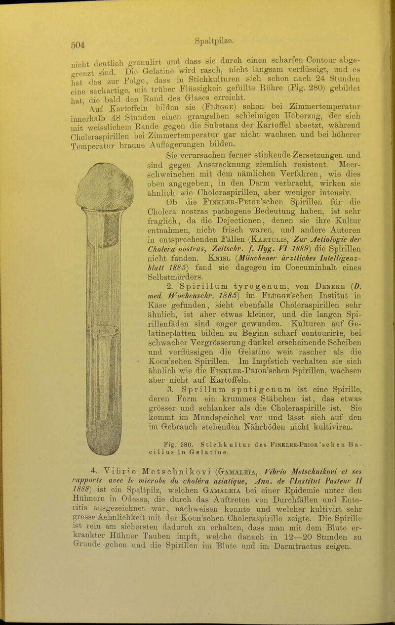 iiiclit deutlich grauulirt und dass sie durch einen scharfen Contour abge- grenzt sind. Die Gelatine wird rasch, nicht langsam verflüssigt, und es h'xt das zur Folge, dass in Stichkulturen sich schon nach 24 Stunden eine sackartige, mit trüber Flüssigkeit gefüllte Röhre (Fig. 280) gebildet hat die bald den Rand des Glases erreicht. ' Auf Kartoffeln bilden sie (Flügge) schon bei Zimmertemperatur innerhalb 48 Stunden einen graugelben schleimigen Ueberzug, der sich mit weisslichem Rande gegen die Substanz der Kartoffel absetzt, während Choloraspirillen bei Zimmertemperatur gar nicht wachsen und bei höherer Temperatur braune Auflagerungen bilden. Sie verursachen ferner stinkende Zersetzungen und sind gegen Austrocknung ziemlich resistent. Meer- schweinchen mit dem nämlichen Verfahren, wie dies oben angegeben, in den Darm verbracht, wii-ken sie ähnlich wie Choleraspirillen, aber weniger intensiv. Ob die FiNKLEB-PEiOK'schen Spirillen für die Cholera nostras pathogene Bedeutung haben, ist sehr fraglich, da die Dejectionen, denen sie ihre Kultur entnahmen, nicht frisch waren, und andere Autoren in entsprechenden Fällen (Kaetulis, Zur Jetiologie der Cholera nostras, Zeitschr. f. Hyg. VI 1889) die Spirillen nicht fanden. Knisl {Münchener ärztliches Inleltigenz- blatt 1885) fand sie dagegen im Coecumkihalt eines Selbstmörders. 2. Spirillum tyrogenum, von Deneke {D. med. fVochenschr. 1885) im FLÜGGE'schen Institut in Käse gefunden, sieht ebenfalls Choleraspirülen sehr ähnlich, ist aber etwas kleiner, und die langen Spi- rillenfäden sind enger gewunden. Kulturen auf Ge- latineplatten bilden zu Beginn scharf contourirte, bei schwacher Vergrösserung dunkel erscheinende Scheiben und verflüssigen die Gelatine weit rascher als die Kocn'schen Spirillen. Im Impf stich verhalten sie sich ähnlich wie die FiNKLEH-PEioK'schen Spirillen, wachsen aber nicht auf Kartoffeln. 3. Sprillum sputigenum ist eine Spirille, deren Form ein krummes Stäbchen ist, das etwas grösser und schlanker als die Choleraspirille ist. Sie kommt im Mundspeichel vor und lässt sich auf den im Gebrauch stehenden Nährböden nicht kultiviren. Fig. 280. Stichkultur des Finkler-Pkiok'sehen Ba- cillus in Gelatine. 4. Vibrio Metschnikovi (Gamaleia, Vibrio Metschnikovi et scs rapports avec le microbe du cholira asialique, Ann. de Vlnstitul Pastenr II 1888) ist ein Spaltpüz, welchen Gamaleia bei einer Epidemie unter den Hühnern in Odessa, die durch das Auftreten von Durchfällen und Ente- ritis ausgezeichnet war, nachweisen konnte und welcher kultivirt sehr grosse Aehnlichkeit mit der Kocn'schen Choleraspirille zeigte. Die Spirille ist rein am sichersten dadurch zu erhalten, dass mau mit dem Blute er- krankter Hühner Tauben impft, welche danach in 12—20 Stunden zu Grunde gehen und die Spirillen im Blute und im Darmtractus zeigen.