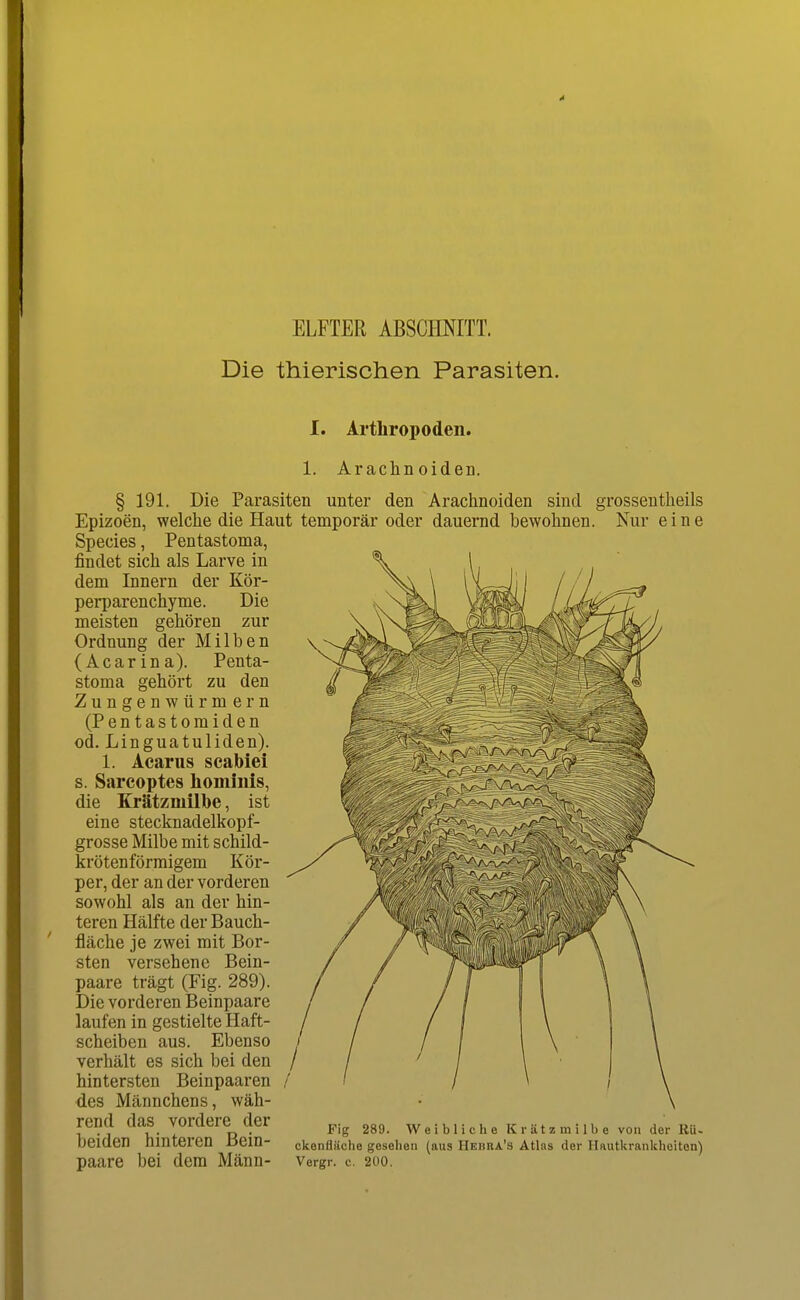 ELFTER ABSCHNITT. Die thierischen Parasiten. I. Arthropoden. 1. Araclin oiden. § 191. Die Parasiten unter den Arachnoiden sind grossentheils Epizoen, welche die Haut temporär oder dauernd bewohnen. Nur eine Species, Pentastoma, findet sich als Larve in dem Linern der Kör- perparenchyme. Die meisten gehören zur Ordnung der Milben (Acarina). Penta- stoma gehört zu den Zungen Würm ern (Pentastomiden od. Linguatuliden). 1. Acariis scabiei s. Sarcoptes hominis, die Krätzmilbe, ist eine stecknadelkopf- grosse Milbe mit schild- krötenförmigem Kör- per, der an der vorderen sowohl als an der hin- teren Hälfte der Bauch- fläche je zwei mit Bor- sten versehene Bein- paare trägt (Fig. 289). Die vorderen Beinpaare laufen in gestielte Haft- scheiben aus. Ebenso verhält es sich bei den hintersten Beinpaaren des Männchens, wäh- rend das vordere der beiden hinteren Bein- paare bei dem Männ- Fig 289. Weibliche Krätzmilbe von der Rü- ekonfläche gesehen (aus Hebra's Atlas der Hautkrankheiten) Vergr. c. 200,