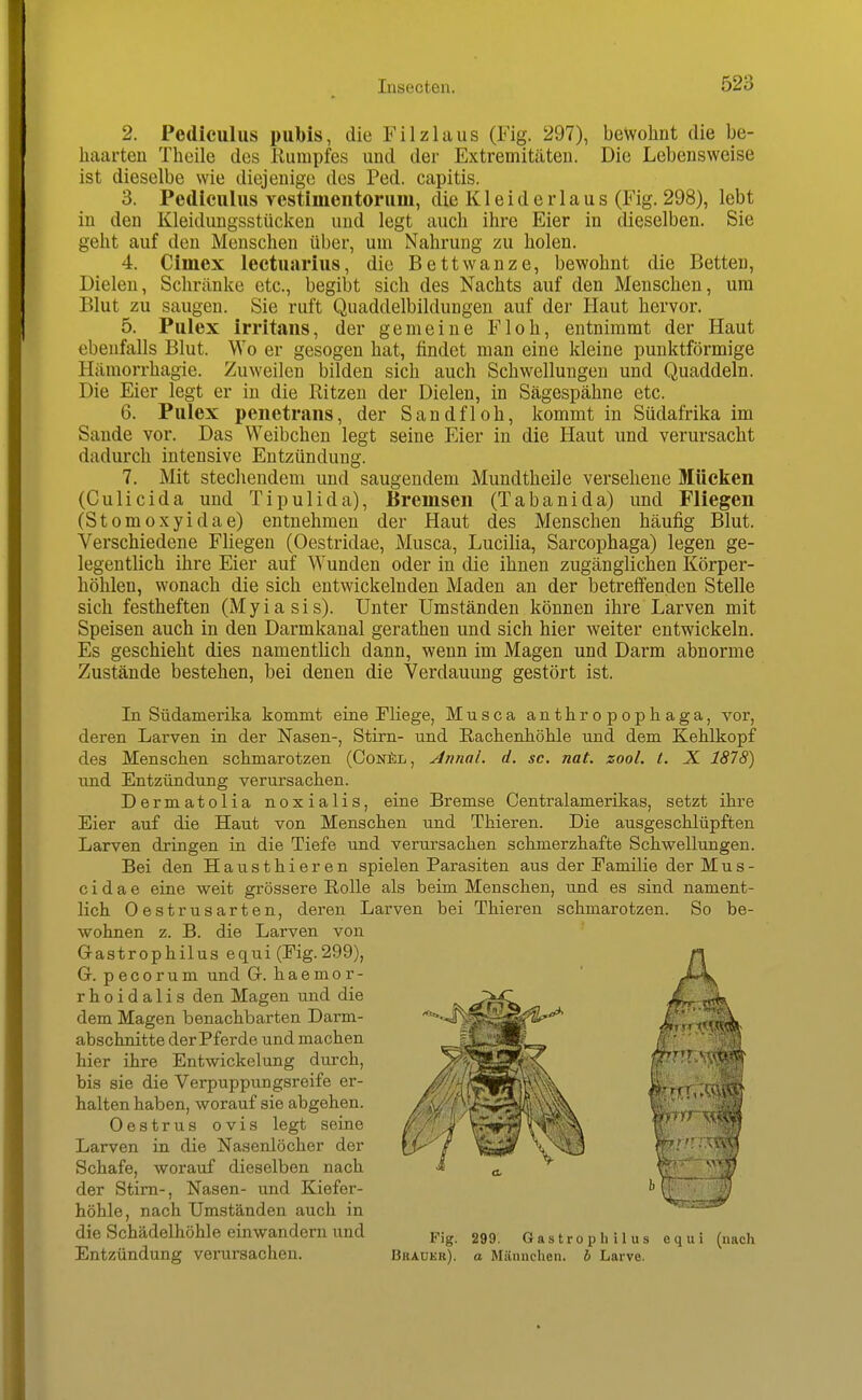 2. Pediculus pubis, die Filzlaus (Fig. 297), bewohnt die be- haarten Theile des Kumpfes und der Extremitäten. Die Lebensweise ist dieselbe wie diejenige des Ped. capitis. 3. Pediculus vestimeiitorum, die K1 e i d e r 1 a u s (Fig. 298), lebt in den Kleidungsstücken und legt auch ihre Eier in dieselben. Sie geht auf den Menschen über, um Nahrung zu holen. 4. Cimex lectuarius, die Bettwanze, bewohnt die Betten, Dielen, Schränke etc., begibt sich des Nachts auf den Menschen, um Blut zu saugen. Sie ruft Quaddelbildungen auf der Haut hervor. 5. Pulex irritans, der gemeine Floh, entnimmt der Haut ebenfalls Blut. Wo er gesogen hat, findet man eine kleine punktförmige Hämorrhagie. Zuweilen bilden sich auch Schwellungen und Quaddeln. Die Eier legt er in die Ritzen der Dielen, in Sägespähne etc. 6. Pulex penetrans, der Sandfloh, kommt in Südafrika im Sande vor. Das Weibchen legt seine Eier in die Haut und verursacht dadurch intensive Entzündung. 7. Mit stechendem und saugendem Mundtheile versehene Mücken (Culicida und Tipulida), Bremsen (Tabanida) und Fliegen (Stomoxyidae) entnehmen der Haut des Menschen häufig Blut. Verschiedene Fliegen (Oestridae, Musca, Lucilia, Sarcophaga) legen ge- legentlich ihre Eier auf Wunden oder in die ihnen zugänglichen Körper- höhlen, wonach die sich entwickelnden Maden an der betreffenden Stelle sich festheften (Myiasis). Unter Umständen können ihre Larven mit Speisen auch in den Darmkanal gerathen und sich hier weiter entwickeln. Es geschieht dies namentlich dann, wenn im Magen und Darm abnorme Zustände bestehen, bei denen die Verdauung gestört ist. In Südamerika kommt eine Fliege, Musca anthropophaga, vor, deren Larven in der Nasen-, Stirn- und Rachenhöhle und dem Kehlkopf des Menschen schmarotzen (ConSil, Annal. d. sc. nat. zool. t. X 1878) und Entzündung verursachen. Dermatolia noxialis, eine Bremse Centraiamerikas, setzt ihre Eier auf die Haut von Menschen und Thieren. Die ausgeschlüpften Larven dringen in die Tiefe und verursachen schmerzhafte Schwellungen. Bei den Hausthieren spielen Parasiten aus der Familie der Mus- c i d a e eine weit grössere Rolle als beim Menschen, und es sind nament- lich Oestrusarten, deren Larven bei Thieren schmarotzen. So be- wohnen z. B. die Larven von G-astrophilus equi (Fig.299), Gr. pecorum und G. haemor- rhoidalis den Magen und die dem Magen benachbarten Darm- abschnitte der Pferde und machen hier ihre Entwickelung durch, bis sie die Verpuppungsreife er- halten haben, worauf sie abgehen. Oestrus ovis legt seine Larven in die Nasenlöcher der Schafe, worauf dieselben nach der Stirn-, Nasen- und Kiefer- höhle, nach Umständen auch in die Schädelhöhle einwandern und Entzündung verui'sachen. Fig. Bkaukr). 299. Gastro philus a Männchen, h Larve. e q u i (nach