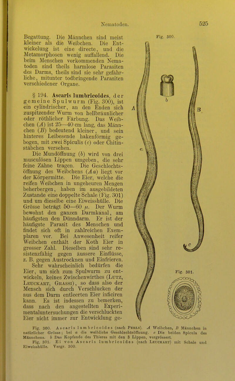 Fig. 300. Begattung. Die Männchen sind meist kleiner als die Weibchen. Die Ent- wickelung ist eine directe, und die Metamorphosen wenig auffallend. Die beim Menschen vorkommenden Nema- toden sind theils harmlose Parasiten des Darms, theils sind sie sehr gefähi- liche, mitunter todbringende Parasiten verschiedener Organe. § 194. Ascarls Iiiml)ricoidc8, der gemeine Spulwurm (Fig. 300), ist ein cylindrischer, an den Enden sich zuspitzender Wurm von hellbräunlicher oder röthlicher Färbung. Das Weib- chen (A) ist 25—40 cm lang, das Männ- chen (B) bedeutend kleiner, und sein hinteres Leibesende hakenförmig ge- bogen, mit zwei Spiculis (c) oder Chitin- stäbchen versehen. Die Mundöffnung (&) wird von drei musculösen Lippen umgeben, die sehr feine Zähne tragen. Die Geschlechts- öffnung des Weibchens (Aa) liegt vor der Körpermitte. Die Eier, welche die reifen Weibchen in ungeheuren Mengen beherbergen, haben im ausgebildeten Zustande eine doppelte Schale (Fig. 301) und um dieselbe eine EiweisshüUe. Die Grösse beträgt 50—60 /.i. Der Wurm bewohnt den ganzen Darmkänal, am häufigsten den Dünndarm. Er ist der häufigste Parasit des Menschen und findet sich oft in zahlreichen Exem- plaren vor. Bei Anwesenheit reifer Weibchen enthält der Koth Eier in grosser Zahl. Dieselben sind sehr re- sistenzfähig gegen äussere Einflüsse, z. B. gegen Austrocknen und Einfrieren. Sehr wahrscheinlich bedürfen die Eier, um sich zum Spulwurm zu ent- wickeln, keines Zwischenwirthes (Lutz, Leuckart, Grassi), so dass also der Mensch sich durch Verschlucken der aus dem Darm entleerten Eier inficiren kann. Es ist indessen zu bemerken, dass nach den angestellten Experi- mentaluntersuchungen die verschluckten Eier nicht immer zur Entwicklung ge- Fig. 300. Ascaris lumbricoides (nach Perls). A Weibchen, B Männchen in natürlicher Grösse; bei a die weibliche Geschlechtsöffnung, c Die beiden Spicula des Männchens, b Das Kopfende des Thieres mit den 3 Lippen, vergrössert. Fig. 301. Ei von Ascaris lumbricoides (nach Leuckart) mit Schale und EiweisshüUe. Vergr. 300. Fig. 301.