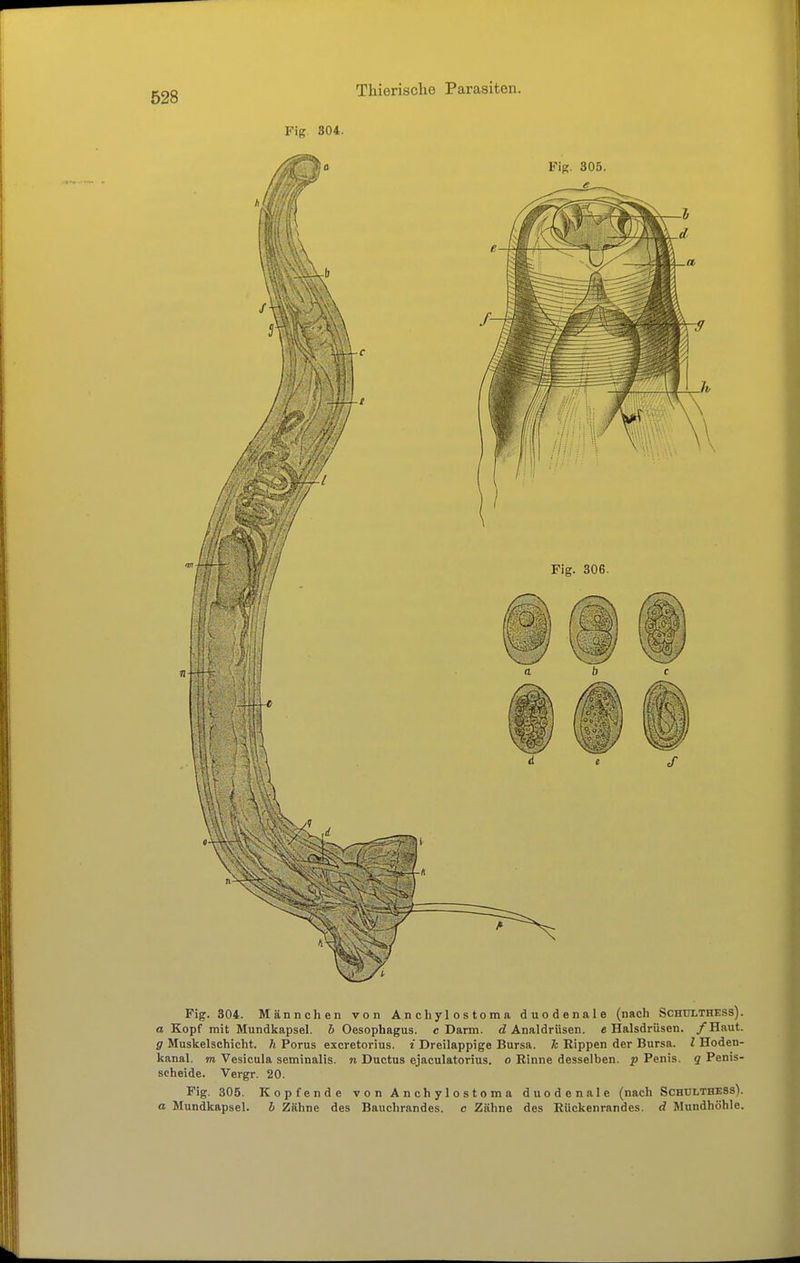 Fig 304. Fig. 304. Männchen von A n cli y 1 o s t o m a duodenale (nach Schulthess). a Kopf mit Mundkapsel, b Oesophagus, c Darm, d Analdrüsen, e Halsdrüsen. /Haut. g Muskelschicht, h Porus excretorius. i Dreilappige Bursa, h Rippen der Bursa, l Hoden- kanal, m Vesicula seminalis. n Ductus ejaculatorius. o Rinne desselben, p Penis, q Penis- scheide. Vergr. 20. Fig. 305. Kopfende von Anchylostoma duodenale (nach Schülthess). a Mundkapsel. b Zähne des Bauchrandes, c Zähne des Rückenrandes, d Mundhöhle.