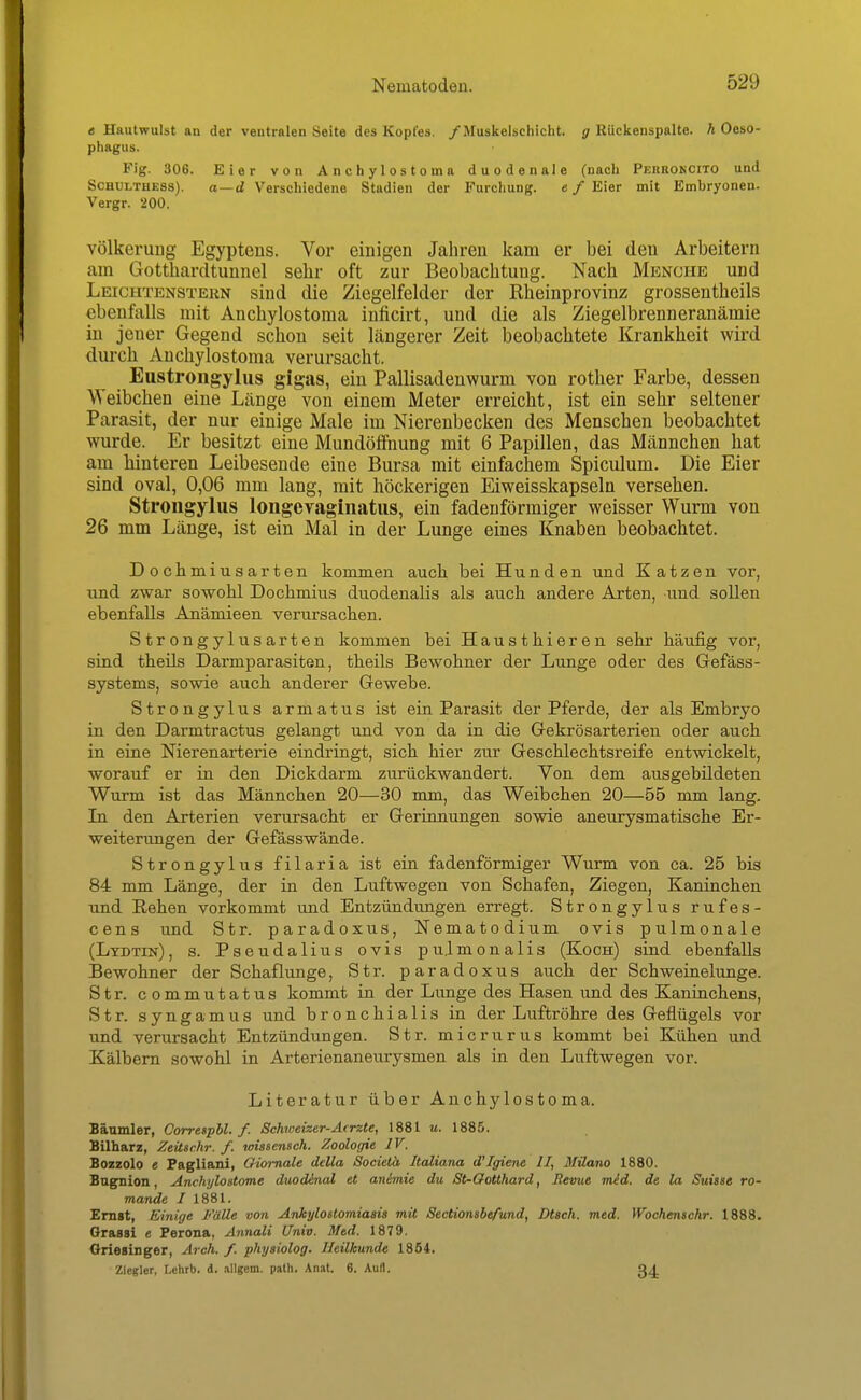 « Hautwulst an der ventralen Seite des Kopfes. /Muskelschicht, g Rückenspalte, h Oeso- phagus. Fig. 306. Eier von Anchylostoina duodenale (nacli Pkrroncito und SCHULTHESS). a—d Verschiedene Stadien der Furchung. e f Eier mit Embryonen. Vergr. 200. völkeruug Egyptens. Vor einigen Jalireu kam er bei den Arbeitern am Gotthardtunnel sehr oft zur Beobachtung. Nach Menche und Leichtenstern sind die Ziegelfelder der Rheinprovinz grossentheils ebenfalls mit Anchylostoma inficirt, und die als Ziegelbrenneranämie in jener Gegend schon seit längerer Zeit beobachtete Krankheit wird diu'ch Anchylostoma verursacht. Eustrongyliis gigjis, ein Pallisadenwurm von rother Farbe, dessen Weibchen eine Länge von einem Meter erreicht, ist ein sehr seltener Parasit, der nur einige Male im Nierenbecken des Menschen beobachtet wurde. Er besitzt eine Mundölfnung mit 6 Papillen, das Männchen hat am hinteren Leibesende eine Bursa mit einfachem Spiculum. Die Eier sind oval, 0,06 mm lang, mit höckerigen Eiweisskapseln versehen. Strongyliis longevagiiiatus, ein fadenförmiger weisser Wurm von 26 mm Länge, ist ein Mal in der Lunge eines Knaben beobachtet. Dochmiusarten kommen auch, bei Hunden und Katzen vor, und zwar sowohl Dochmius duodenalis als auch andere Arten, und sollen ebenfalls Anämieen verursachen. Strongylusarten kommen bei Hausthieren sehr häufig vor, sind theils Darmparasiten, theils Bewohner der Lunge oder des Gefäss- systems, sowie auch anderer Gewebe. Strongylus armatus ist ein Parasit der Pferde, der als Embryo in den Darmtractus gelangt und von da in die Gekrösarterien oder auch in eine Nierenarterie eindringt, sich hier zur Geschlechtsreife entwickelt, worauf er in den Dickdarm zurückwandert. Von dem ausgebildeten Wurm ist das Männchen 20—30 mm, das Weibchen 20—55 mm lang. In den Arterien verursacht er Gerinnungen sowie aneurysmatische Er- weiterungen der Gefässwände. Strongylus filaria ist ein fadenförmiger Wurm von ca. 25 bis 84 mm Länge, der in den Luftwegen von Schafen, Ziegen, Kaninchen und Rehen vorkommt und Entzündungen erregt. Strongylus rufes- c e n s und Str. paradoxus, Nematodium ovis pulmonale (Ltdtin), s. Pseudalius ovis pu.lmonalis (Koch) sind ebenfalls Bewohner der Schaflunge, Str. paradoxus auch der Schweinelunge. Str. commutatus kommt in der Lunge des Hasen und des Kaninchens, Str. syngamus und bronchialis in der Luftröhre des Geflügels vor und verursacht Entzündungen. Str. micrurus kommt bei Kühen und Kälbern sowohl in Arterienaneurysmen als in den Luftwegen vor. Literatur über Anchylostoma. Bäumler, Corresphl. f. Schtveizer-Acrxte, 1881 u. 1885. Bilharz, Zeüschr. f. loissensch. Zoologie IV. Bozzolo e Pagliani, Oiomale dclla Socielä Italiana d'Igiene II, Müano 1880. Btig^ion, Anchijloatome duodinal et animie du St-OoUhard, Revue mid. de la Suisse ro- mande I 1881. Emst, Einige Fälle von Ankylostomiasü mit Sectionsbefund, Dtsch. med. Wochemchr. 1888. Grassi e Perona, Annali Univ. Med. 1879. Griesinger, Arch. f. phyaiolog. Heilkunde 1854. Ziegler, Lehrb. d. i\llgem. path. Anat. 6. Aufl.