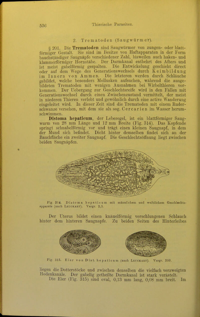 2. Trematoden (Saugwürm er). § 201. Die Trematoden sind Saugwürmer von zungen- oder blatt- förmiger Gestalt. Sic sind im Besitze von Haftapparaten in der Form bauchständiger Saugnäpfe verschiedener Zahl, bisweilen auch haken- und klammerförmiger Hornstäbe. Der Darmkanal entbehrt des Afters und ist meist gabelförmig gespalten. Die Entwickelung geschieht direct oder auf dem Wege des Generationswechsels durch Keimbildung im Innern von Ammen. Die letzteren werden durch Schläuche gebildet, welche besonders Mollusken aufsuchen, während die ausge- bildeten Trematoden mit wenigen Ausnahmen bei Wirbelthieren vor- kommen. Der Uebergang zur Geschlechtsreife wird in den Fällen mit Generationswechsel durch einen Zwischenzustand vermittelt, der meist in niederen Thieren verlebt und gewöhnlich durch eine active Wanderung eingeleitet wird. In dieser Zeit sind die Trematoden mit einem Euder- schwanze versehen, mit dem sie als sog. Cercarien im Wasser herum- schwimmen. Bistouia liepaticum, der Leberegel, ist ein blattförmiger Saug- wurm von 28 mm Länge und 12 mm Breite (Fig. 314). Das Kopfende springt schnabelförmig vor und trägt einen kleinen Saugnapf, in dem der Mund sich befindet. Dicht hinter demselben findet sich an der ßauchfläche ein zweiter Saugnapf. Die Geschlechtsöflfnung liegt zwischen beiden Saugnäpfen. Fig. 314. Distoma hepaticum mit männlichem und weiblichem Geschlechts- apparate (nach Ledckart). Vergr. 2,5. Der Uterus bildet einen knäuelförmig verschlungenen Schlauch hinter dem hinteren Saugnapfe. Zu beiden Seiten des Hinterleibes Fig. 315. Eier von Dist. hepaticum (nach Leuckart). Vergr. 200. liegen die Dotterstöcke und zwischen denselben die vielfach verzweigten Hodenkanäle. Der gabelig getheilte Darmkanal ist stark verästelt. Die Eier (Fig. 315) sind oval, 0,13 mm lang, 0,08 mm breit. Im