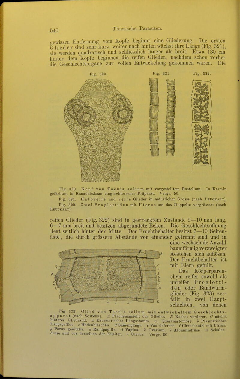 gewissen Entferaung vom Kopfe beginnt eine Gliederung. Die ersten Glieder sind sehr kurz, weiter nach hinten wächst ihre Länge (Fig. 321), sie werden quadratisch und schliesslich länger als breit. Etwa 130 cm hinter dem Kopfe beginnen die reifen Glieder, nachdem schon vorher die Geschlechtsorgane zur vollen Entwicklung gekommen waren. Die Fig. 320. Fig. 321. Fig. 322. Fig. 320. Kopf von Taenia solium mit vorgestelltem Kostellum. In Karmin gefärbtes, in Kanadabalsam eingeschlossenes Präparat. Vergr. 50. Fig. 321. Halbreife und reife Glieder in natürlicher Grösse (nach Lecckart). Fig. 322. Zwei Proglottiden mit Uterus um das Doppelte vergrössert (nach reifen Glieder (Fig. 322) sind in gestrecktem Zustande 9—10 mm laug, 6—7 mm breit und besitzen abgerundete Ecken. Die Geschlechtsöflfnung liegt seitlich hinter der Mitte. Der Fruchtbehälter besitzt 7—10 Seiten- äste, die durch grössere Abstände von einander getrennt sind und in eine wechselnde Anzahl baumförmig verzweigter Aestchen sich auflösen. Der Fruchtbehälter ist mit Eiern gefüllt. Das Körperparen- chym reifer sowohl als unreifer Proglotti- den oder Bandwurm- glieder (Fig. 323) zer- fällt in zwei Haupt- schichten , von denen Fig. 323. Glied von Taenia solium mit entwickeltem Geschlechts- apparat (nach Sommer). A Flächenansicht des Gliedes. /? Nächst vorderer, C nächst hinterer Gliedrand, a Excretorischer Längsstamm, a, Queranastomose. b Plasmatisches Längsgefäss. c Hodenbläschen. d Samengänge, e Vas deferens. /Cirrusbeutel mit Girrus. g Porus genitalis h Randpapille. i Vagina. Je Ovarium. l Albumindrüse, m. Schalen- drüse und vor derselben der Eileiter, n Uterus. Vergr. 30.