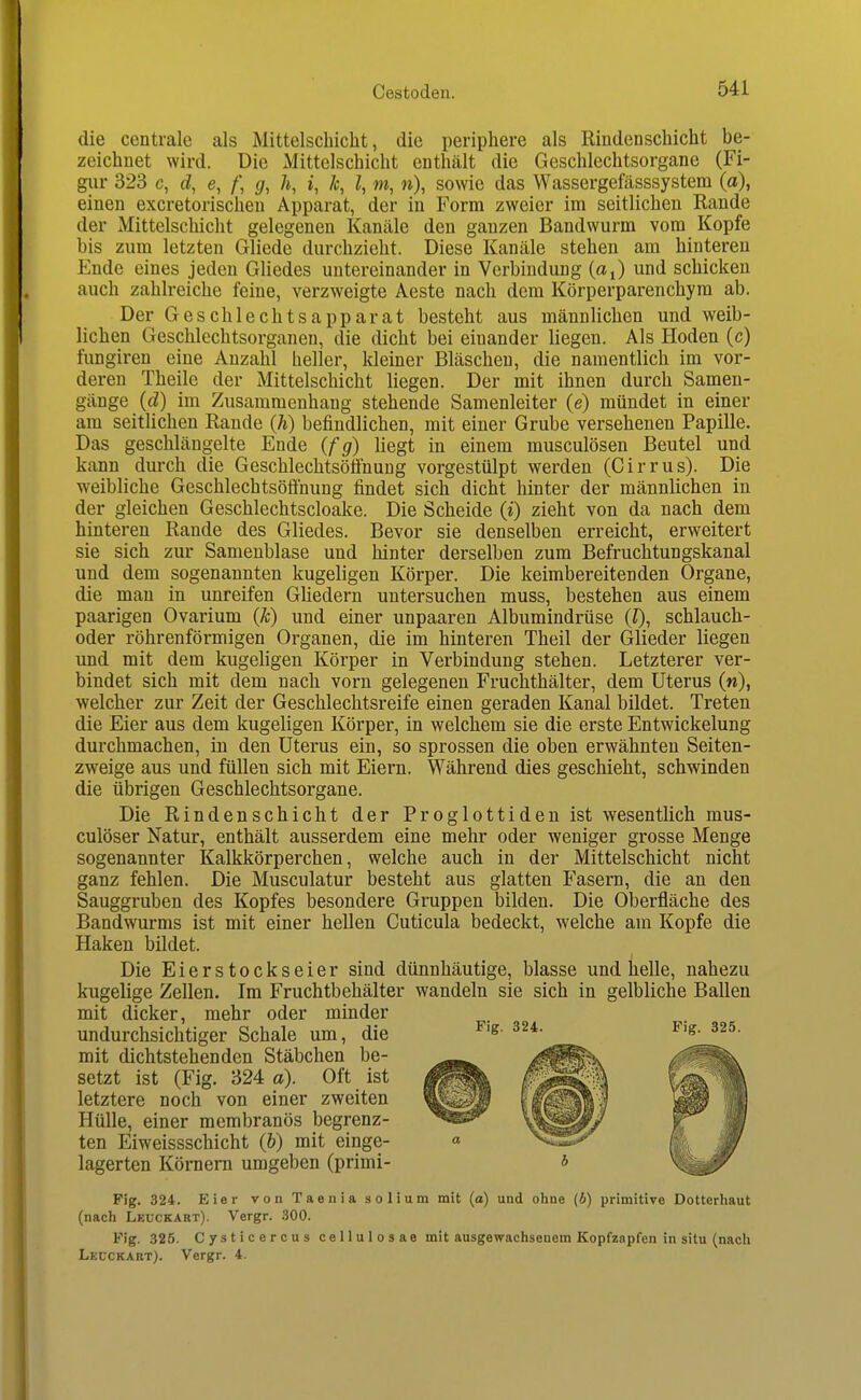 die centrale als Mittelschicht, die periphere als Rindenschicht be- zeichnet wird. Die Mittelschicht enthält die Geschlechtsorgane (Fi- gur 323 c, d, e, /', g, h, i, k, l, m, w), sowie das Wassergefässsystem (a), einen excretorischeu Apparat, der in Form zweier im seitlichen Rande der Mittelschicht gelegenen Kanäle den ganzen Bandwurm vom Kopfe bis zum letzten Gliede durchzieht. Diese Kanäle stehen am hintereu Ende eines jeden Gliedes untereinander in Verbindung {a^) und schicken auch zahlreiche feine, verzweigte Aeste nach dem Körperparenchyra ab. Der Geschlechtsapparat besteht aus männlichen und weib- lichen Geschlechtsorganen, die dicht bei einander liegen. Als Hoden (c) fungiren eine Anzahl heller, kleiner Bläschen, die namentlich im vor- deren Theile der Mittelschicht liegen. Der mit ihnen durch Samen- gänge (d) im Zusammenhang stehende Samenleiter (e) mündet in einer am seitlichen Rande (h) befindlichen, mit einer Grube versehenen Papille. Das geschlängelte Ende (fg) liegt in einem musculösen Beutel und kann durch die Geschlechtsötfnung vorgestülpt werden (Cirrus). Die weibliche Geschlechtsöft'nung findet sich dicht hinter der männlichen in der gleichen Geschlechtscloake. Die Scheide (i) zieht von da nach dem hinteren Rande des Gliedes. Bevor sie denselben erreicht, erweitert sie sich zur Samenblase und hinter derselben zum Befruchtungskanal und dem sogenannten kugeligen Körper. Die keimbereitenden Organe, die man in unreifen Gliedern untersuchen muss, bestehen aus einem paarigen Ovarium (k) und einer unpaaren Albumindrüse (0, schlauch- oder röhrenförmigen Organen, die im hinteren Theil der Glieder liegen und mit dem kugeligen Körper in Verbindung stehen. Letzterer ver- bindet sich mit dem nach vorn gelegenen Fruchthälter, dem Uterus (w), welcher zur Zeit der Geschlechtsreife einen geraden Kanal bildet. Treten die Eier aus dem kugeligen Körper, in welchem sie die erste Entwickelung durchmachen, in den Uterus ein, so sprossen die oben erwähnten Seiten- zweige aus und füllen sich mit Eiern. Während dies geschieht, schwinden die übrigen Geschlechtsorgane. Die Rindenschicht der Proglottideu ist wesentlich mus- culöser Natur, enthält ausserdem eine mehr oder weniger grosse Menge sogenannter Kalkkörperchen, welche auch in der Mittelschicht nicht ganz fehlen. Die Musculatur besteht aus glatten Fasern, die an den Sauggruben des Kopfes besondere Gruppen bilden. Die Oberfläche des Bandwurms ist mit einer hellen Cuticula bedeckt, welche am Kopfe die Haken bildet. Die Eierstockseier sind dünnhäutige, blasse und helle, nahezu kugelige Zellen. Im Fruchtbehälter wandeln sie sich in gelbliche Ballen mit dicker, mehr oder minder undurchsichtiger Schale um, die mit dichtstehenden Stäbchen be- setzt ist (Fig. 324 a). Oft ist letztere noch von einer zweiten Hülle, einer membranös begrenz- ten Eiweissschicht (b) mit einge- lagerten Körnern umgeben (primi- Fig. 324. Eier vonTaeniasolium mit (a) und ohne (6) primitive Dotterhaut (nach Lkuckart). Vergr. 300. Fig. 325. Cysticercus cellulosae mit ausgewachsenem Kopfzapfen in situ (nach Leuckart). Vergr. 4.