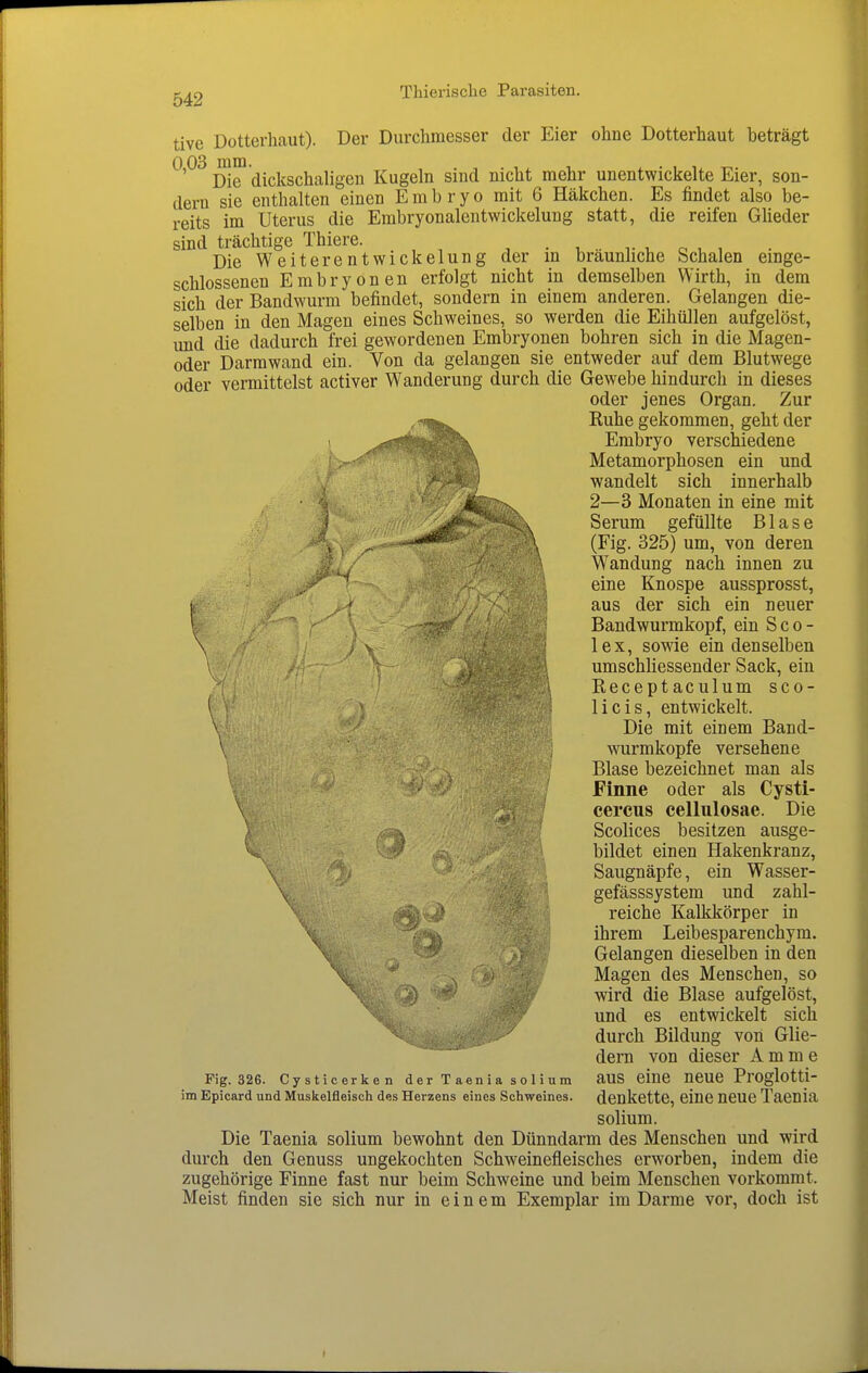 tive Dotterhaut). Der Durchmesser der Eier ohne Dotterhaut beträgt 0,03 ■^^■^jgj^ggjjj^ijggjj Kugeln sind nicht mehr unentwickelte Eier, son- dern sie enthalten einen Embryo mit 6 Häkchen. Es findet also be- reits im Uterus die Embryonalentwickelung statt, die reifen GHeder sind trächtige Thiere. • •• v i, o u , Die Weiterentwickelung der m bräunliche Schalen einge- schlossenen Embryonen erfolgt nicht in demselben Wirth, in dem sich der Bandwurm befindet, sondern in einem anderen. Gelangen die- selben in den Magen eines Schweines, so werden die Eihüllen aufgelöst, und die dadurch frei gewordenen Embryonen bohren sich in die Magen- oder Darmwand ein. Von da gelangen sie entweder auf dem Blutwege oder vermittelst activer Wanderung durch die Gewebe hindurch in dieses oder jenes Organ. Zur Ruhe gekommen, geht der Embryo verschiedene Metamorphosen ein und wandelt sich innerhalb • -1 r; 2—3 Monaten in eine mit i Serum gefüllte Blase \ (Fig. 325) um, von deren Wandung nach innen zu eine Knospe aussprosst, Iii aus der sich ein neuer Bandwurmkopf, ein S c o - \ y ^ lex, sowie ein denselben \ - '■ umschliessender Sack, ein Receptaculum sco- licis, entwickelt. Die mit einem Band- \ wurmkopfe versehene Blase bezeichnet man als Finne oder als Cysti- \ cercus cellulosae. Die Scolices besitzen ausge- bildet einen Hakenkranz, \ Saugnäpfe, ein Wasser- \ gefässsystem und zahl- Ät^) reiche Kalkkörper in ihrem Leibesparenchym. Gelangen dieselben in den \ Magen des Menschen, so wird die Blase aufgelöst, und es entwickelt sich durch Bildung von Glie- dern von dieser Amme Fig. 326. Cysticerken d e r T aen i a s o 1 i u m aUS eine neue PrOglotti- im Epicard und Muskelfleisch des Herzens eines Schweines. dcukette, eine neue Taenia solium. Die Taenia solium bewohnt den Dünndarm des Menschen und wird durch den Genuss ungekochten Schweinefleisches erworben, indem die zugehörige Finne fast nur beim Schweine und beim Menschen vorkommt. Meist finden sie sich nur in einem Exemplar im Darme vor, doch ist