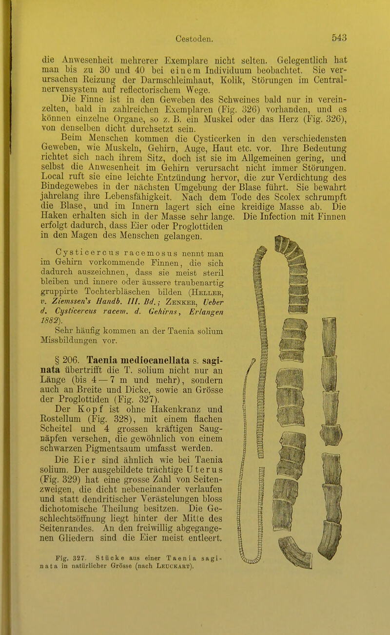 die Anwesenheit mehrerer Exemplare nicht selten. Gelegentlich hat man bis zu 30 und 40 bei einem Individuum beobachtet. Sie ver- ursachen Reizung der Darmschleimhaut, Kolik, Störungen im Central- nervensystem auf reflectorischem Wege. Die P'inne ist in den Geweben des Schweines bald nur in verein- zelten, bald in zahlreichen Exemplaren (Fig. 326) vorhanden, und es können einzelne Organe, so z. B. ein Muskel oder das Herz (Fig. 326), von denselben dicht durchsetzt sein. Beim Menschen kommen die Cysticerken in den verschiedensten Geweben, wie Muskeln, Gehirn, Auge, Haut etc. vor. Ihre Bedeutung richtet sich nach ihrem Sitz, doch ist sie im Allgemeinen gering, und selbst die Anwesenheit im Gehirn verursacht nicht immer Störungen. Local ruft sie eine leichte Entzündung hervor, die zur Verdichtung des Bindegewebes in der nächsten Umgehung der Blase führt. Sie bewahrt jahrelang ihre Lebensfähigkeit. Nach dem Tode des Scolex schrumpft die Blase, und im Innern lagert sich eine kreidige Masse ab. Die Haken erhalten sich in der Masse sehr lange. Die Infection mit Finnen erfolgt dadurch, dass Eier oder Proglottiden in den Magen des Menschen gelangen. Cysticercus racemosus nennt man im Gehirn vorkommende Finnen, die sich dadurch auszeichnen, dass sie meist steril bleiben und innere oder äussere traubenartig gruppirte Tochterbläschen bilden (Hellee, V. Ziemssen's Handb. III, Bd.; Zenkeb, [Jeber d. Cysticercus racetii. d. Gehirns, Erlangen 1882). Sehl- häufig kommen an der Taenia solium Missbildungen vor. § 206. Taenia mediocanellata s. sagi- nata übertrifft die T. solium nicht nur an Länge (bis 4 — 7 m und mehr), sondern auch an Breite und Dicke, sowie an Grösse der Proglottiden (Fig. 327). Der Kopf ist ohne Hakenkranz und Eostellum (Fig. 328), mit einem flachen Scheitel und 4 grossen kräftigen Saug- Bäpfen versehen, die gewöhnlich von einem schwarzen Pigmentsaum umfasst werden. Die Eier sind ähnlich wie bei Taenia solium. Der ausgebildete trächtige Uterus (Fig. 329) hat eine grosse Zahl von Seiten- zweigen, die dicht nebeneinander verlaufen und statt dendritischer Verästelungen bloss dichotomische Theilung besitzen. Die Ge- schlechtsöffnung liegt hinter der Mitte des Seitenrandes. An den freiwillig abgegange- nen Gliedern sind die Eier meist entleert. Fig. 327. Stücke aus einer Taonia sagi- ^itti nata in natürlicher Grösse (nach Leuckart). i ßmm II