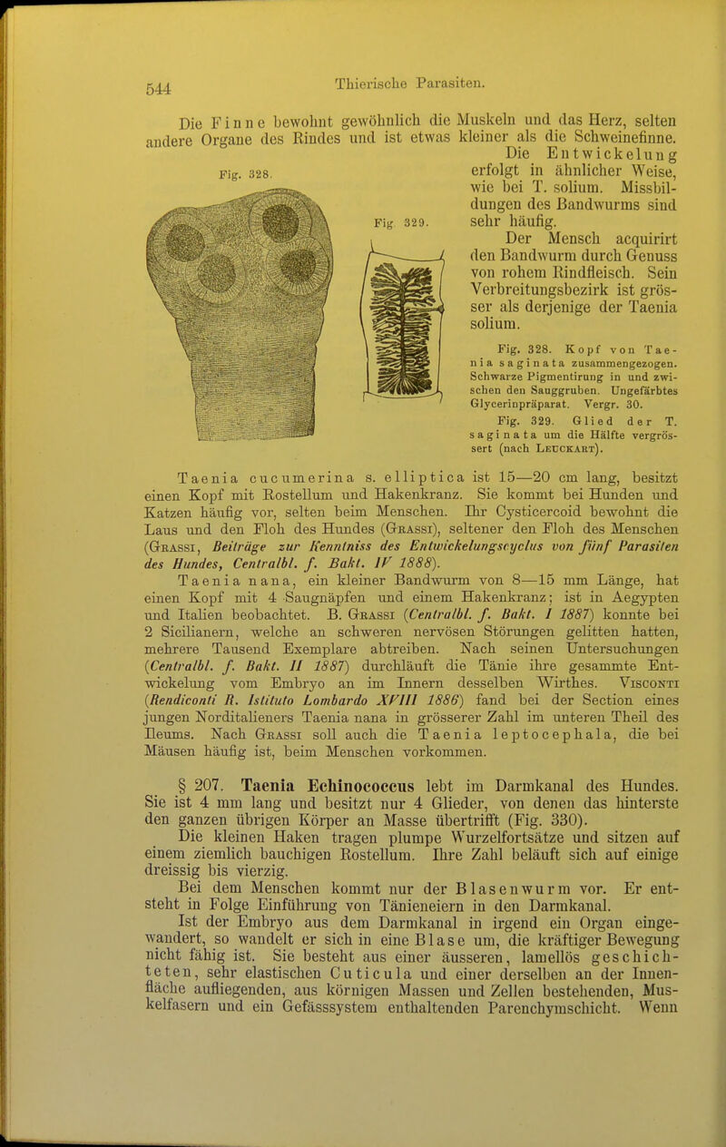 Die Finne bewohnt gewöhnlich die Muskeln und das Herz, selten andere Organe des Rindes und ist etwas kleiner als die Schweinefinne. Die Entwickelung Fig. 328. erfolgt in ähnlicher Weise, wie bei T. solium. Missbil- dungen des Bandwurms sind Fig 329. sehr häufig. Der Mensch acquirirt den Bandwurm durch Genuss von rohem Rindfleisch. Sein Verbreitungsbezirk ist grös- ser als derjenige der Taenia solium. Fig. 328. Kopf von Tae- nia saginata zusammengezogen. Schwarze Pigmentirung in und zwi- schen den Sauggruben. Ungefärbtes Glycerinpräparat. Vergr. 30. Fig. 329. Glied der T. ii^S» saginata um die Hälfte vergrös- sert (nach Ledckart). Taenia cucnmerina s. elliptica ist 15—20 cm lang, besitzt einen Kopf mit Rostellum und Hakenkranz. Sie kommt bei Hunden und Katzen häufig vor, selten beim Menschen. Ihr Cysticercoid bewohnt die Laus und den Moh des Hundes (Grassi), seltener den Ploh des Menschen (GßAssi, ßeilräge zur Kenntniss des Entwickelungsc.yclus von fünf Parasiten des Hundes, Centralbl. f. Bükt. 1888). Taenia nana, ein kleiner Bandwurm von 8—15 mm Länge, hat einen Kopf mit 4 Saugnäpfen und einem Hakenkranz; ist in Aegypten und Italien beobachtet. B. Gbassi {Centralbl. f. Bakt. I 1887) konnte bei 2 Sicilianern, welche an schweren nervösen Störungen gelitten hatten, mehrere Tausend Exemplare abtreiben. Nach seinen Untersuchungen {Centralbl. f. Bakt. II 1887) durchläuft die Tänie ihre gesammte Ent- wickelung vom Embryo an im Innern desselben Wirthes. Visconti {Bendiconti B. Istituto Lombardo XFIII 1886) fand bei der Section eines jungen Norditalieners Taenia nana in grösserer Zahl im unteren Theil des ILeums. Nach Geassi soll auch die Taenia leptocephala, die bei Mäusen häufig ist, beim Menschen vorkommen. § 207. Taenia Echinococcus lebt im Darmkanal des Hundes. Sie ist 4 mm lang und besitzt nur 4 Glieder, von denen das hinterste den ganzen übrigen Körper an Masse übertriflt (Fig. 330). Die kleinen Haken tragen plumpe Wurzelfortsätze und sitzen auf einem ziemhch bauchigen Rostellum. Ihre Zahl beläuft sich auf einige dreissig bis vierzig. Bei dem Menschen kommt nur der Blasenwurm vor. Er ent- steht in Folge Einführung von Tänieneiern in den Darmkanal. Ist der Embryo aus dem Darmkanal in irgend ein Organ einge- wandert, so wandelt er sich in eine Blase um, die kräftiger Bewegung nicht fähig ist. Sie besteht aus einer äusseren, lamellös geschich- teten, sehr elastischen Cuticula und einer derselben an der Innen- fläche aufliegenden, aus körnigen Massen und Zellen bestehenden, Mus- kelfasern und ein Gefässsystem enthaltenden Parenchymschicht. Wenn