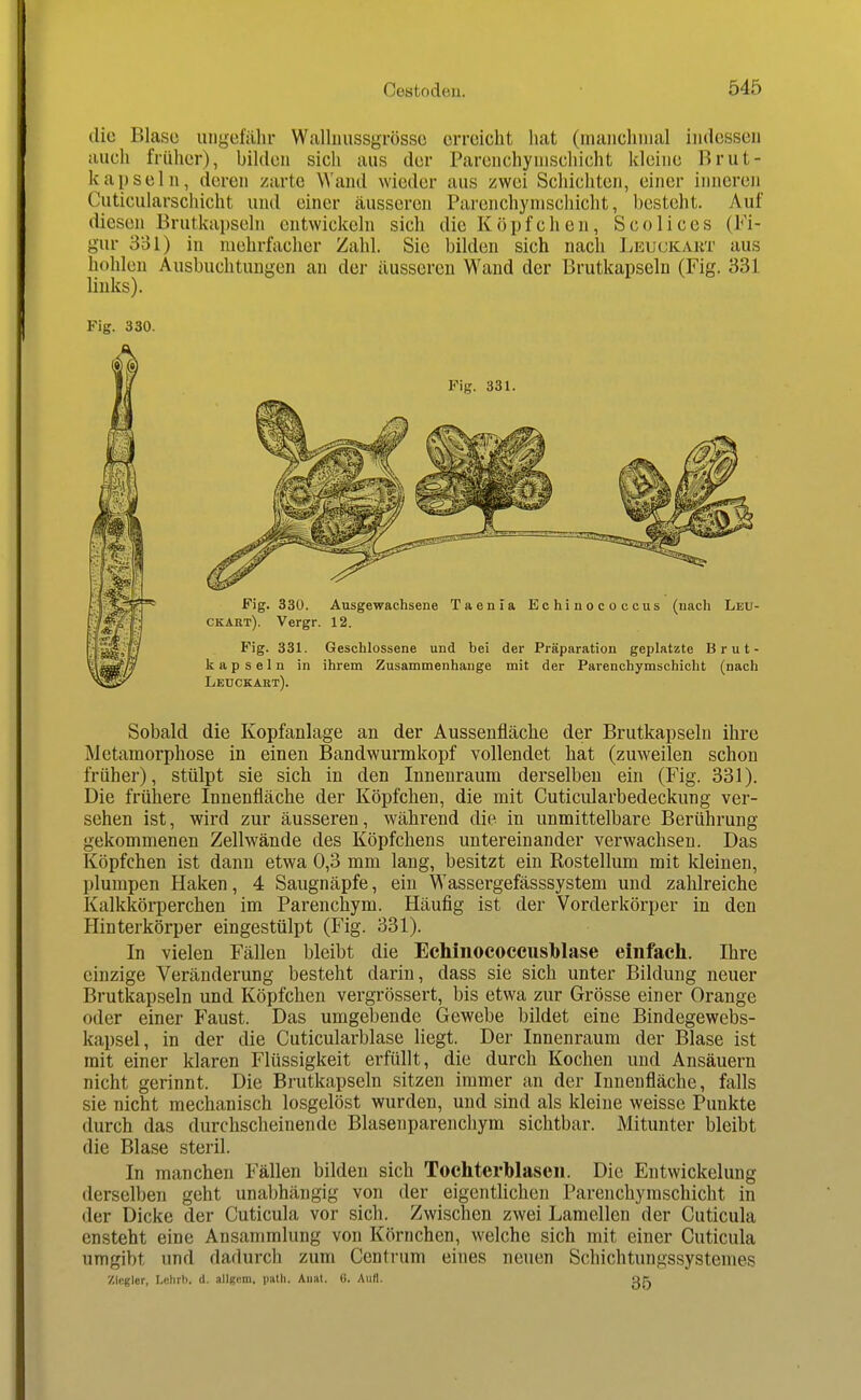 die Blase ungefähr Walluussgrösse erreicht hat (inaiichinal inilcsseii auch früher), bilden sich aus der Parenchyuiscliicht kleine Brut- kapseln, deren zarte Wand wieder aus zwei Schicliten, einer inneren Cuticularschicht und einer äusseren Parenchynischicht, besteht. Auf diesen Brutkapseln entwickeln sich die Köpfchen, Scolices (Fi- gur 3ol) in mehrfacher Zahl. Sic bilden sich nacli ];Euckaht aus hohlen Ausbuchtungen an der äusseren Wand der Brutkapseln (Fig. 331 links). Fig. 330. Sobald die Kopfanlage an der Aussenfläche der Brutkapseln ihre Metamorphose in einen Bandwurmkopf vollendet hat (zuweilen schon früher), stülpt sie sich in den Innenraum derselben ein (Fig. 331). Die frühere Innenfläche der Köpfchen, die mit Cuticularbedeckung ver- sehen ist, wird zur äusseren, während die in unmittelbare Berührung gekommenen Zellwände des Köpfchens untereinander verwachsen. Das Köpfchen ist dann etwa 0,3 mm lang, besitzt ein Rostellum mit kleinen, plumpen Haken, 4 Saugnäpfe, ein Wassergefässsystem und zahlreiche Kalkkörperchen im Parenchym. Häufig ist der Vorderkörper in den Hinterkörper eingestülpt (Fig. 331). In vielen Fällen bleibt die Echinococeiisblase einfach. Ihre einzige Veränderung besteht darin, dass sie sich unter Bildung neuer Brutkapseln und Köpfchen vergrössert, bis etwa zur Grösse einer Orange oder einer Faust. Das umgebende Gewebe bildet eine Bindegewebs- kapsel, in der die Cuticularblase liegt. Der Innenraum der Blase ist mit einer klaren Flüssigkeit erfüllt, die durch Kochen und Ansäuern nicht gerinnt. Die Brutkapseln sitzen immer an der Innenfläche, falls sie nicht mechanisch losgelöst wurden, und sind als kleine weisse Punkte durch das durchscheinende Blasen parenchym sichtbar. Mitunter bleibt die Blase steril. In manchen Fällen bilden sich Tochterblaseii. Die Entwickelung derselben geht unabhängig von der eigentlichen Parenchyraschicht in der Dicke der Cuticula vor sich. Zwischen zwei Lamellen der Cuticula ensteht eine Ansammlung von Körnchen, welche sich mit einer Cuticula umgibt und dadurch zum Centrum eines neuen Schichtungssystemes /.inglor, Lelirh. d. allgem. path. Anal. 6. Aull. qk
