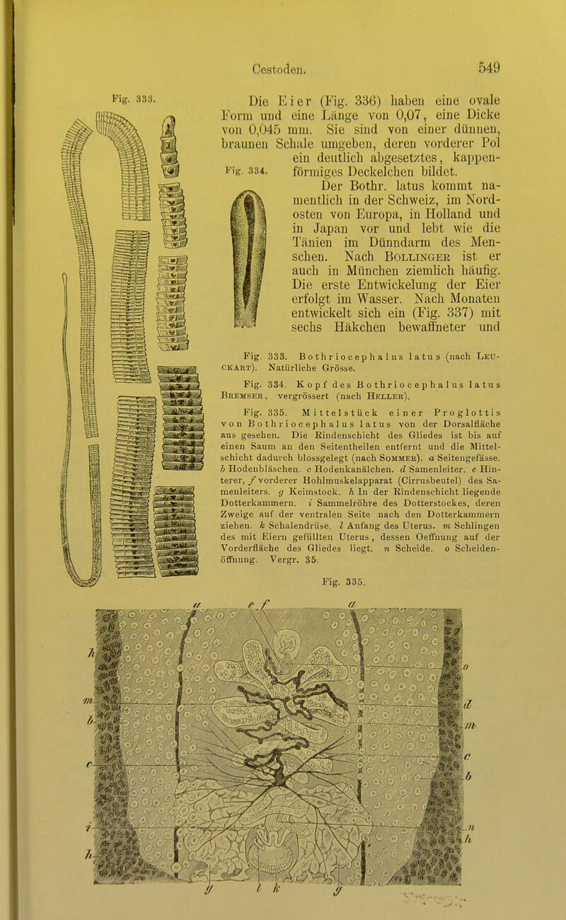 Die Eier (Fig. 336) habeu eine ovale Form und eine Länge von 0,07, eine Dicke von 0,045 luni. Sie sind von einer dünneu, braunen Schale umgeben, deren vorderer Pol ein deutlich abgesetztes, kappen- Fig. 334. förmiges Deckelchen bildet. Der Bothr. latus kommt na- mentlich in der Schweiz, im Nord- osten von Europa, in Holland und in Japan vor und lebt wie die Tänieu im Dünndarm des Men- schen. Nach Bollinger ist er auch in München ziemlich häufig. Die erste Entwickeluug der Eier erfolgt im Wasser. Nach Monaten entwickelt sich ein (Fig. 337) mit sechs Häkchen bewaffneter und Fig. 333. Bothriocephalus latus (nach Leü- ckart). Natürliche Grösse. Fig. 334. Kopf des Bothriocephalus latus Bremser, vergrössert (nach Heller). Fig. 335. Mittelstück einer Proglottis von Bothriocephalus latus von der Dorsalfläche aus gesehen. Die Rindenschicht des Gliedes ist bis auf einen Saum an den Seitentheilen entfernt und die Mittel- schicht dadurch blossgelegt (nach Sommer), a Seitengefässe. h Hodenbläschen, c Hodeukanälchen. d Samenleiter, e Hin- terer, /vorderer Hohlmuskelapparat (Cirrusbeutel) des Sa- menleiters, g Keim.stock. h. In der Rindensohicht liegende Dotterkammern, i Sammelröhre des Dotterstockes, deren Zweige auf der ventralen Seite nach den Dotterkammern ziehen. Tt Schalendrüse, l Anfang des Uterus, m Schlingen des mit Eiern gefüllten Uterus, dessen Oeffnung auf der Vorderfläche des Gliedes liegt, n Scheide, o Scheiden- öflfnung. Vergr. 35. Fig. 335.