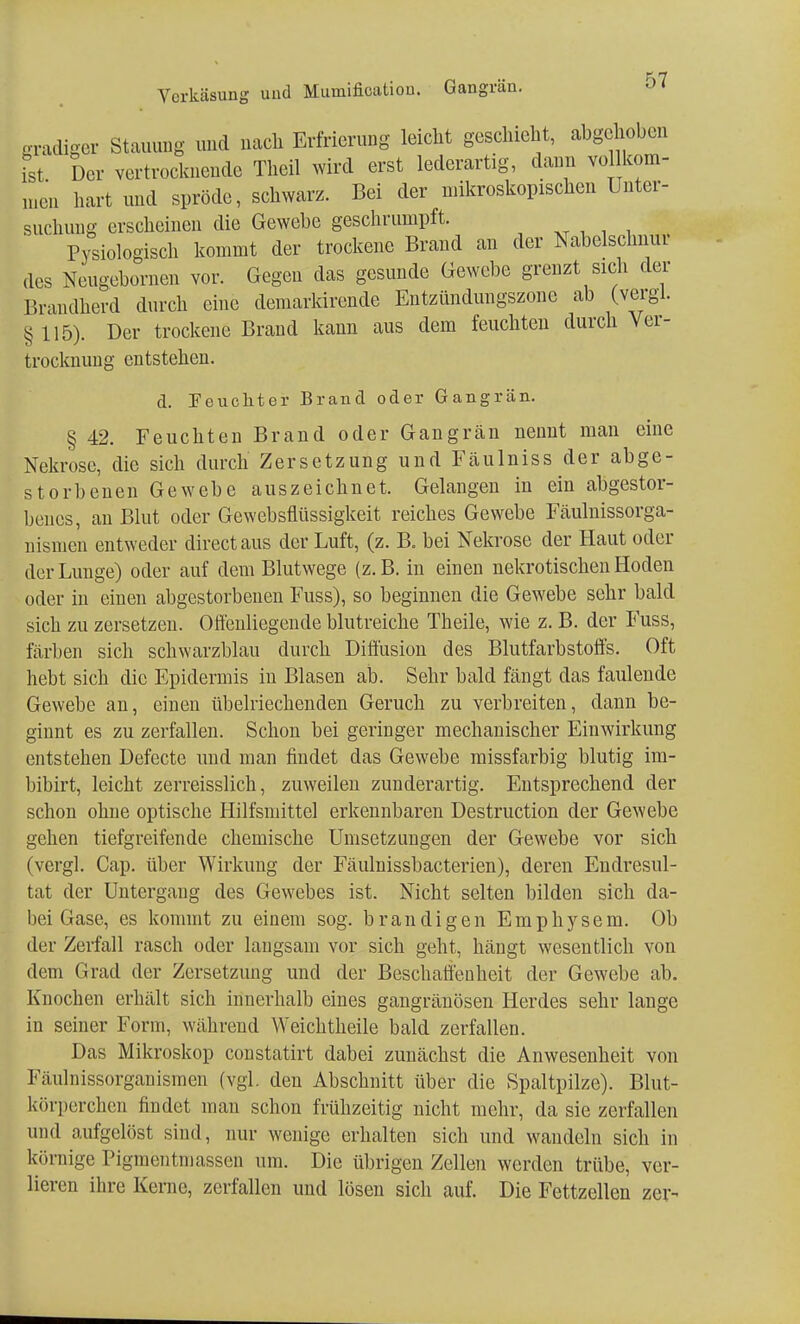 gradiger Stauung und nach Erfrierung leicht geschieht, abgehoben lst Der vertrocknende Theil wird erst lederartig, dann vollkom- men hart und spröde, schwarz. Bei der mikroskopischen Unter- suchung erscheinen die Gewehe geschrumpft. Pysiologisch kommt der trockene Brand an der Nabelschnur des Neugebornen vor. Gegen das gesunde Gewebe grenzt sich der Brandherd durch eine demarkirende Entzündungszone ab (vergl. §115). Der trockene Brand kann aus dem feuchten durch Ver- trocknung entstehen. d. Feuchter Brand oder Gangrän. § 42. Feuchten Brand oder Gangrän nennt man eine Nekrose, die sich durch Zersetzung und Fäulniss der abge- storbenen Gewebe auszeichnet. Gelangen in ein abgestor- benes, an Blut oder Gewebsflüssigkeit reiches Gewebe Fäulnissorga- nismen entweder directaus der Luft, (z. B. bei Nekrose der Haut oder der Lunge) oder auf dem Blutwege (z.B. in einen nekrotischen Hoden oder in einen abgestorbenen Fuss), so beginnen die Gewebe sehr bald sich zu zersetzen. Offenliegende blutreiche Theile, wie z. B. der Fuss, färben sich schwarzblau durch Diffusion des Blutfarbstoffs. Oft hebt sich die Epidermis in Blasen ab. Sehr bald fängt das faulende Gewebe an, einen übelriechenden Geruch zu verbreiten, dann be- ginnt es zu zerfallen. Schon bei geringer mechanischer Einwirkung entstehen Defecte und man findet das Gewebe missfarbig blutig im- bibirt, leicht zerreisslich, zuweilen zunderartig. Entsprechend der schon ohne optische Hilfsmittel erkennbaren Destruction der Gewebe gehen tiefgreifende chemische Umsetzungen der Gewebe vor sich (vergl. Cap. über Wirkung der Fäulnissbacterien), deren Endresul- tat der Untergang des Gewebes ist. Nicht selten bilden sich da- bei Gase, es kommt zu einem sog. brandigen Emphysem. Ob der Zerfall rasch oder langsam vor sich geht, hängt wesentlich von dem Grad der Zersetzung und der Beschaffenheit der Gewebe ab. Knochen erhält sich innerhalb eines gangränösen Herdes sehr lange in seiner Form, während Weichtheile bald zerfallen. Das Mikroskop constatirt dabei zunächst die Anwesenheit von Fäulnissorganismen (vgl. den Abschnitt über die Spaltpilze). Blut- körperchen findet man schon frühzeitig nicht mehr, da sie zerfallen und aufgelöst sind, nur wenige erhalten sich und wandeln sich in körnige Pigmentmassen um. Die übrigen Zellen werden trübe, ver- lieren ihre Kerne, zerfallen und lösen sich auf. Die Fettzellen zer-