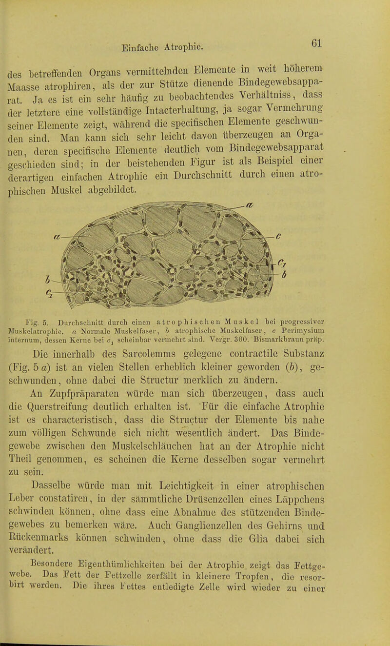 des betreffenden Organs vermittelnden Elemente in weit höherem Maasse atrophiren, als der zur Stütze dienende Bindegewebsappa- rat. Ja es ist ein sehr häufig zu beobachtendes Verhältniss, dass der letztere eine vollständige Intacterhaltung, ja sogar Vermehrung seiner Elemente zeigt, während die speeifischen Elemente geschwun- den sind. Man kann sich sehr leicht davon überzeugen an Orga- nen, deren speeifische Elemente deutlich vom Bindegewebsapparat geschieden sind; in der beistehenden Figur ist als Beispiel einer derartigen einfachen Atrophie ein Durchschnitt durch einen atro- phischen Muskel abgebildet. Fig. 5. Durchschnitt durch einen atrophischen Muskel bei progressiver Muskelatrophie, a Normale Muskelfaser, b atrophische Muskelfaser, c Perimysium internum, dessen Kerne bei c, scheinbar vermehrt sind. Vergr. 300. Bismarkbraun präp. Die innerhalb des Sarcolemms gelegene contractile Substanz (Fig. 5 a) ist an vielen Stellen erheblich kleiner geworden (b), ge- schwunden, ohne dabei die Structur merklich zu ändern. An Zupfpräparaten würde man sich überzeugen, dass auch die Querstreifung deutlich erhalten ist. Für die einfache Atrophie ist es characteristisch, dass die Structur der Elemente bis nahe zum völligen Schwunde sich nicht wesentlich ändert. Das Binde- gewebe zwischen den Muskelschläuchen hat an der Atrophie nicht Theil genommen, es scheinen die Kerne desselben sogar vermehrt zu sein. Dasselbe würde man mit Leichtigkeit in einer atrophischen Leber constatiren, in der sämmtliche Drüsenzellen eines Läppchens schwinden können, ohne dass eine Abnahme des stützenden Binde- gewebes zu bemerken wäre. Auch Ganglienzellen des Gehirns und Rückenmarks können schwinden, ohne dass die Glia dabei sich verändert. Besondere Eigenthünilichkeiten bei der Atrophie, zeigt das Fettge- webe. Das Eett der Fettzelle zerfallt in kleinere Tropfen, die resor- birt werden. Die ihres Fettes entledigte Zelle wird wieder zu einer
