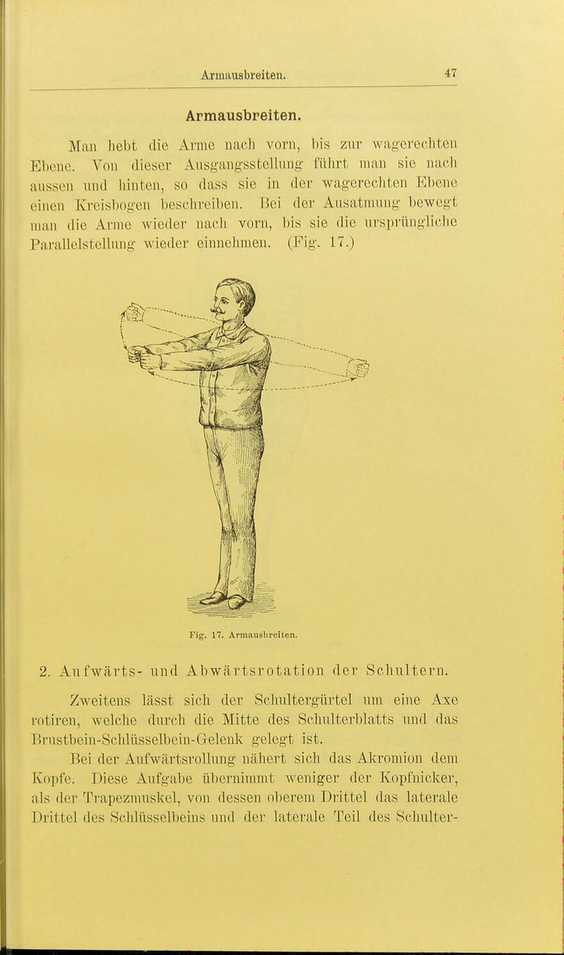 Armausbreiten. Man hebt die Arme nach vorn, bis zur wagerechten Ebene. Von dieser Ausgangsstellung führt man sie nach aussen und hinten, so dass sie in der wagerechten Ebene einen Kreisbogen beschreiben. Bei der Ausatmung bewegt man die Arme wieder nach vorn, bis sie die ursprüngliche Parallelstellung wieder einnehmen. (Fig. 17.) Fig. 17. Arraausbreiten. 2. Aufwärts- und Abwärtsrotation der Schultern. Zweitens lässt sich der Schultergürtel um eine Axe rotiren, welche durch die Mitte des Schulterblatts und das Brustbein-Schlüsselbein-Gelenk gelegt ist. Bei der Aufwärtsrollung nähert sich das Akromion dem Kopfe. Diese Aufgabe übernimmt weniger der Kopfnicker, als der Trapezmuskel, von dessen oberem Drittel das laterale Drittel des Schlüsselbeins und der laterale Teil des Schlüter-