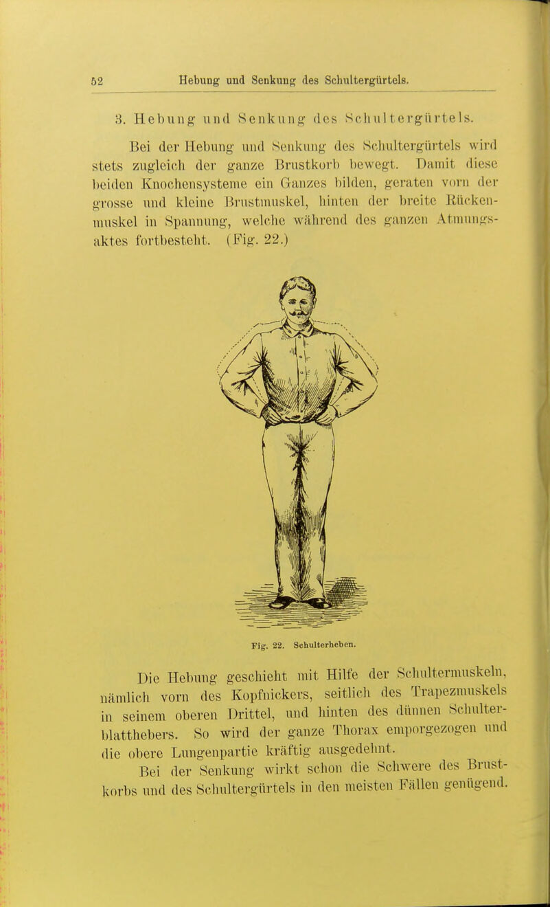 :•{. Hebung- und Senkung des Schultergürtels. Bei der Hebung und Senkung des Schultergürtels wird stets zugleich der ganze Brustkorb bewegt. Damit diese Weiden Enochensysteme ein Ganzes bilden, geraten vorn der grosse und kleine Brustmuskel, hinten der breite Rücken- muskel in Spannung, welche während des ganzen Atmungs- aktes fortbesteht. ( Fig. 22.) Fig. 22. Schulterheben. Die Hebung geschieht mit Hilfe der Schultermuskeln, nämlich vorn des Kopfnickers, seitlich des Trapezmuskels in seinem oberen Drittel, und hinten des dünnen Schulter- blatthebers. So wird der ganze Thorax emporgezogen und die obere Lungenpartie kräftig ausgedehnt. Hei der Senkung wirkt schon die Schwere des Brust- korbs und des Schultergürtels in den meisten Fällen genügend.