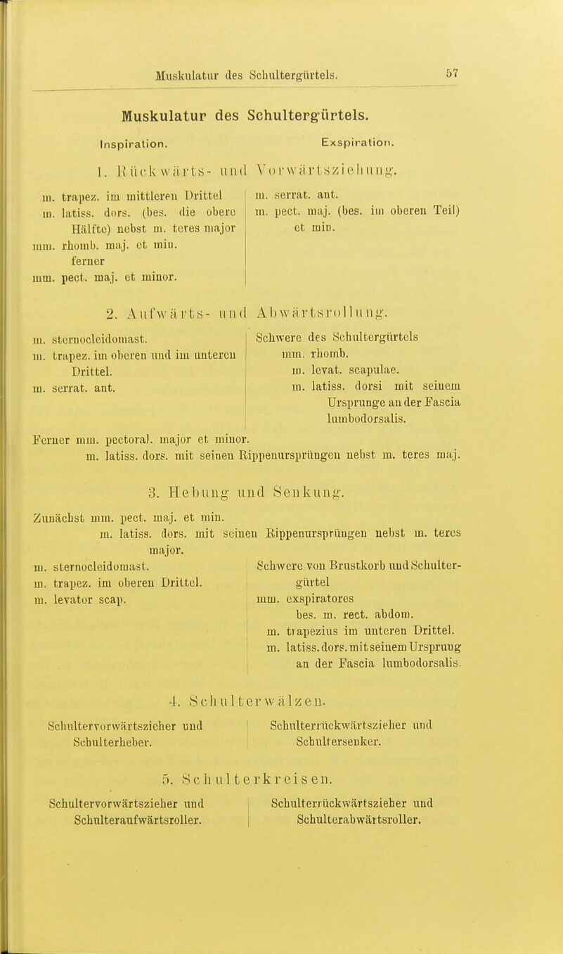 Muskulatur des Schultergürtels. Inspiration. Exspiration. I. Rückwärts- und Vorwärtsziehung. m. trapez. im mittleren Drittel m. latiss. dors. (bes. die obere Hälfte) nebst m. teres major nun. rhomb. maj. et min. ferner mm. pect. maj. et minor. m. serrat. ant. m. pect. maj. (bes. im oberen Teil) et min. 2. Aufwärts- und Abwärtsrollung. m. sternocleidomast. m. trapez. im oberen und im unteren Drittel, m. serrat. ant. Schwere des Schultergürtels mm. rhomb. m. levat. scapulae. in. latiss. dorsi mit seiuem Ursprünge an der Fascia lumbodorsalis. Ferner mm. pectoral. major et minor. m. latiss. dors. mit seinen Rippenursprüngen nebst m. teres maj. 3. Hebung und Senkung. Zunächst mm. pect. maj. et min. m. latiss. dors. mit seinen Rippenursprüugen nebst in. teres major. m. sternocleidomast. m. trapez. im oberen Drittel. m. levator scap. Schwere von Brustkorb uud Schulter- gürtel mm. exspiratores bes. m. rect. abdom. m. trapezius im unteren Drittel, m. latiss. dors. mit seinem Ursprung an der Fascia lumbodorsalis. 4. S-chult er wälzen. Scliultervorwärtszicher und Schulterheber. Schulterrückwärtszieher und Schultersenker. 5. Sc Ii ul t e rkr ei s en. Schultervorwärtszieher und Schulteraufwärtsroller. Schulterrückwärtszieher und Schulterabwäi tsroller.