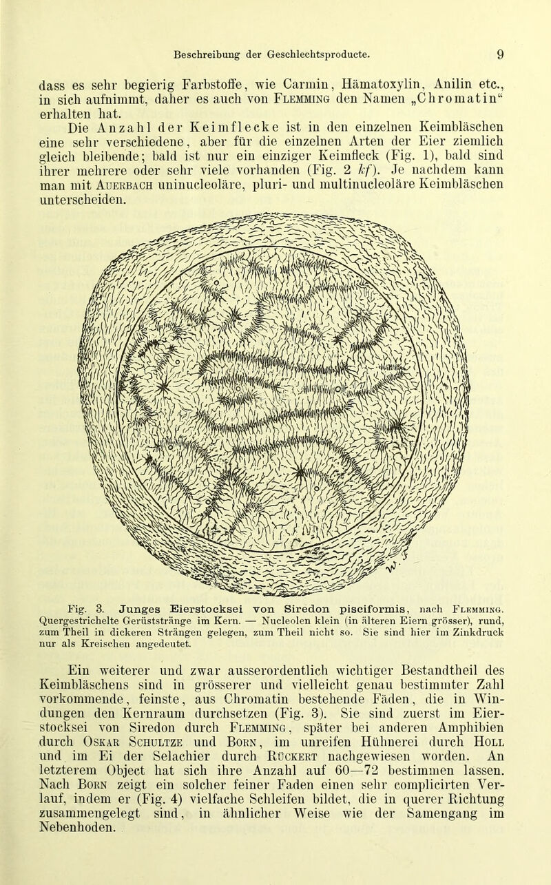 dass es sehr begierig Farbstoffe, wie Carmin, Hämatoxylin, Anilin etc., in sieb aufnimmt, daher es auch von Flemming den Namen „Chromatin“ erhalten hat. Die Anzahl der Keimflecke ist in den einzelnen Keimbläschen eine sehr verschiedene, aber für die einzelnen Arten der Eier ziemlich gleich bleibende; bald ist nur ein einziger Keimfleck (Fig. 1), bald sind ihrer mehrere oder sehr viele vorhanden (Fig. 2 Jcf). Je nachdem kann man mit Auerbach uninucleoläre, pluri- und multinucleoläre Keimbläschen unterscheiden. Fig. 3. Junges Eierstoeksei von Siredon pisciformis, nach Flemming. Quergestrichelte Gerüststränge im Kern. — Nucleolen klein (in älteren Eiern grösser), rund, zum Theil in dickeren Strängen gelegen, zum Theil nicht so. Sie sind hier im Zinkdruck nur als Kreischen angedeutet. Ein weiterer und zwar ausserordentlich wichtiger Bestandtheil des Keimbläschens sind in grösserer und vielleicht genau bestimmter Zahl vorkommende, feinste, aus Chromatin bestehende Fäden, die in Win- dungen den Kernraum durchsetzen (Fig. 3). Sie sind zuerst im Eier- stocksei von Siredon durch Flemming, später bei anderen Amphibien durch Oskar Schultze und Born, im unreifen Hühnerei durch Holl und im Ei der Selachier durch Rückert nachgewiesen worden. An letzterem Object hat sich ihre Anzahl auf 60—72 bestimmen lassen. Nach Born zeigt ein solcher feiner Faden einen sehr complicirten Ver- lauf, indem er (Fig. 4) vielfache Schleifen bildet, die in querer Richtung zusammengelegt sind, in ähnlicher Weise wie der Samengang im Nebenhoden.