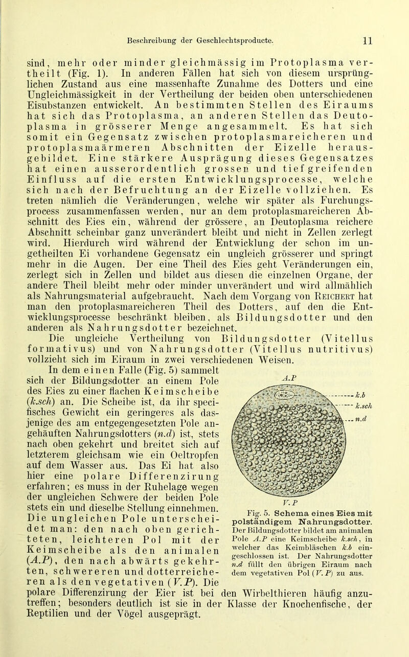 sind, mehr oder minder g 1 eichmässig im Protoplasma ver- theilt (Fig. 1). In anderen Fällen hat sich von diesem ursprüng- lichen Zustand aus eine massenhafte Zunahme des Dotters und eine Ungleichmässigkeit in der Vertheilung der beiden oben unterschiedenen Eisubstanzen entwickelt. An bestimmten Stellen des Eiraums hat sich das Protoplasma, an anderen Stellen das Deuto- plasma in grösserer Menge an gesammelt. Es hat sich somit ein Gegensatz zwischen protoplasmareicheren und protoplasmaärmeren Abschnitten der Eizelle heraus- gebildet. Eine stärkere Ausprägung dieses Gegensatzes hat einen ausserordentlich grossen und tiefgreifenden Einfluss auf die ersten Entwicklungsprocesse, welche sich nach der Befruchtung an der Eizelle vollziehen. Es treten nämlich die Veränderungen, welche wir später als Furchungs- process zusammenfassen werden, nur an dem protoplasmareicheren Ab- schnitt des Eies ein, während der grössere, an Deutoplasma reichere Abschnitt scheinbar ganz unverändert bleibt und nicht in Zellen zerlegt wird. Hierdurch wird während der Entwicklung der schon im un- getheilten Ei vorhandene Gegensatz ein ungleich grösserer und springt mehr in die Augen. Der eine Theil des Eies geht Veränderungen ein, zerlegt sich in Zellen und bildet aus diesen die einzelnen Organe, der andere Theil bleibt mehr oder minder unverändert und wird allmählich als Nahrungsmaterial aufgebraucht. Nach dem Vorgang von Reichert hat man den protoplasmareicheren Theil des Dotters, auf den die Ent- wicklungsprocesse beschränkt bleiben, als Bildungsdotter und den anderen als Nahrungsdotter bezeichnet. Die ungleiche Vertheilung von Bildungsdotter (Vitellus formativus) und von Nahrungsdotter (Vitellus nutritivus) vollzieht sich im Eiraum in zwei verschiedenen Weisen. In dem einen Falle (Fig. 5) sammelt sich der Bildungsdotter an einem Pole des Eies zu einer tiachen Keimscheibe (k.sch) an. Die Scheibe ist, da ihr speci- fisches Gewicht ein geringeres als das- jenige des am entgegengesetzten Pole an- gehäuften Nahrungsdotters (n.d) ist, stets nach oben gekehrt und breitet sich auf letzterem gleichsam wie ein Oeltropfen auf dem Wasser aus. Das Ei hat also hier eine polare Differenzirung erfahren; es muss in der Ruhelage wegen der ungleichen Schwere der beiden Pole stets ein und dieselbe Stellung einnehmen. Die ungleichen Pole unterschei- det man: den nach oben gerich- teten, leichteren Pol mit der Keimscheibe als den animalen (A.P), den nach abwärts gekehr- ten, schwereren und dotterreiche- ren als den vegetativen (V.P). Die polare Differenzirung der Eier ist bei den Wirbelthieren häufig anzu- treffen; besonders deutlich ist sie in der Klasse der Knochenfische, der Reptilien und der Vögel ausgeprägt. A.P Fig'. 5. Schema eines Eies mit polständigem Nahrungsdotter. Der Bildungsdotter bildet am animalen Pole A.P eine Keimscheibe k.sch, in welcher das Keimbläschen k.b ein- geschlossen ist. Der Nahrungsdotter n.d füllt den übrigen Eiraum nach dem vegetativen Pol (V. P) zu aus.