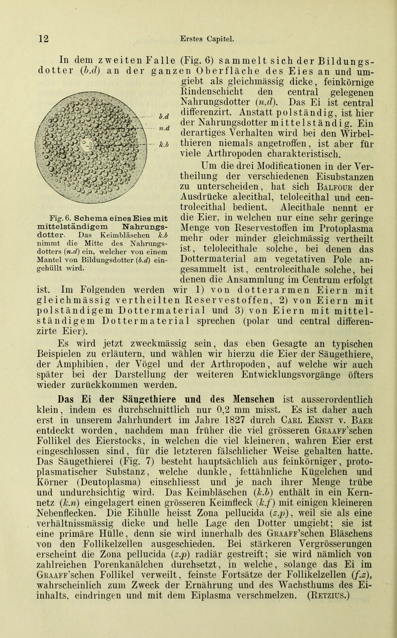 In dem zweiten Falle (Fig. 6) sammelt sich der Bildungs- dotter (b.cl) an der ganzen Oberfläche des Eies an und um- giebt als gleichmässig dicke, feinkörnige Rindenschicht den central gelegenen Nahrungsdotter (n.d). Das Ei ist central differenzirt. Anstatt p o 1 s t ä n d i g, ist hier der Nahrungsdotter mittelständig. Ein derartiges Verhalten wird bei den Wirbel- thieren niemals angetroffen, ist aber für viele Arthropoden charakteristisch. Um die drei Modißcationen in der Ver- theilung der verschiedenen Eisubstanzen zu unterscheiden, hat sich Balfour der Ausdrücke alecithal, telolecithal und cen- trolecithal bedient. Alecithale nennt er die Eier, in welchen nur eine sehr geringe Menge von Reservestoffen im Protoplasma mehr oder minder gleichmässig vertheilt ist, telolecithale solche, bei denen das Dottermaterial am vegetativen Pole an- gesammelt ist, centrolecithale solche, bei denen die Ansammlung im Centrum erfolgt ist. Im Folgenden werden wir 1) von dotterarmen Eiern mit gleichmässig vertheilten Reservestoffen, 2) von Eiern mit polständigem Dottermaterial und 3) von Eiern mit mittel- ständigem Dotter material sprechen (polar und central differen- zirte Eier). Es wird jetzt zweckmässig sein, das eben Gesagte an typischen Beispielen zu erläutern, und wählen wir hierzu die Eier der Säugethiere, der Amphibien, der Vögel und der Arthropoden, auf welche wir auch später bei der Darstellung der weiteren Entwicklungsvorgänge öfters wieder zurückkommen werden. Das Ei der Säugethiere und des Menschen ist ausserordentlich klein, indem es durchschnittlich nur 0,2 mm misst. Es ist daher auch erst in unserem Jahrhundert im Jahre 1827 durch Carl Ernst v. Baer entdeckt worden, nachdem man früher die viel grösseren GRAAFF’schen Follikel des Eierstocks, in welchen die viel kleineren, wahren Eier erst eingeschlossen sind, für die letzteren fälschlicher Weise gehalten hatte. Das Säugethierei (Fig. 7) besteht hauptsächlich aus feinkörniger, proto- plasmatischer Substanz, welche dunkle, fettähnliche Kügelchen und Körner (Deutoplasma) einschliesst und je nach ihrer Menge trübe und undurchsichtig wird. Das Keimbläschen (Jc.b) enthält in ein Kern- netz (Ln) eingelagert einen grösseren Keimfleck (Jc.f) mit einigen kleineren Nebenflecken. Die Eihülle heisst Zona pellucida (s.p), weil sie als eine verhältnissmässig dicke und helle Lage den Dotter umgiebt; sie ist eine primäre Hülle, denn sie wird innerhalb des GRAAFF’schen Bläschens von den Follikelzellen ausgeschieden. Bei stärkeren Vergrösserungen erscheint die Zona pellucida (z.p) radiär gestreift; sie wird nämlich von zahlreichen Porenkanälchen durchsetzt, in welche, solange das Ei im GRAAFF’schen Follikel verweilt, feinste Fortsätze der Follikelzellen (f.z), wahrscheinlich zum Zweck der Ernährung und des Wachsthums des Ei- inhalts, eindringen und mit dem Eiplasma verschmelzen. (Retziüs.) Fig. 6. Schema eines Eies mit mittelständigem Nahrungs- dotter. Das Keimbläschen k.b nimmt die Mitte des Nahrungs- dotters (n.d) ein, welcher von einem Mantel von Bildungsdotter (b.d) ein- gehüllt wird.